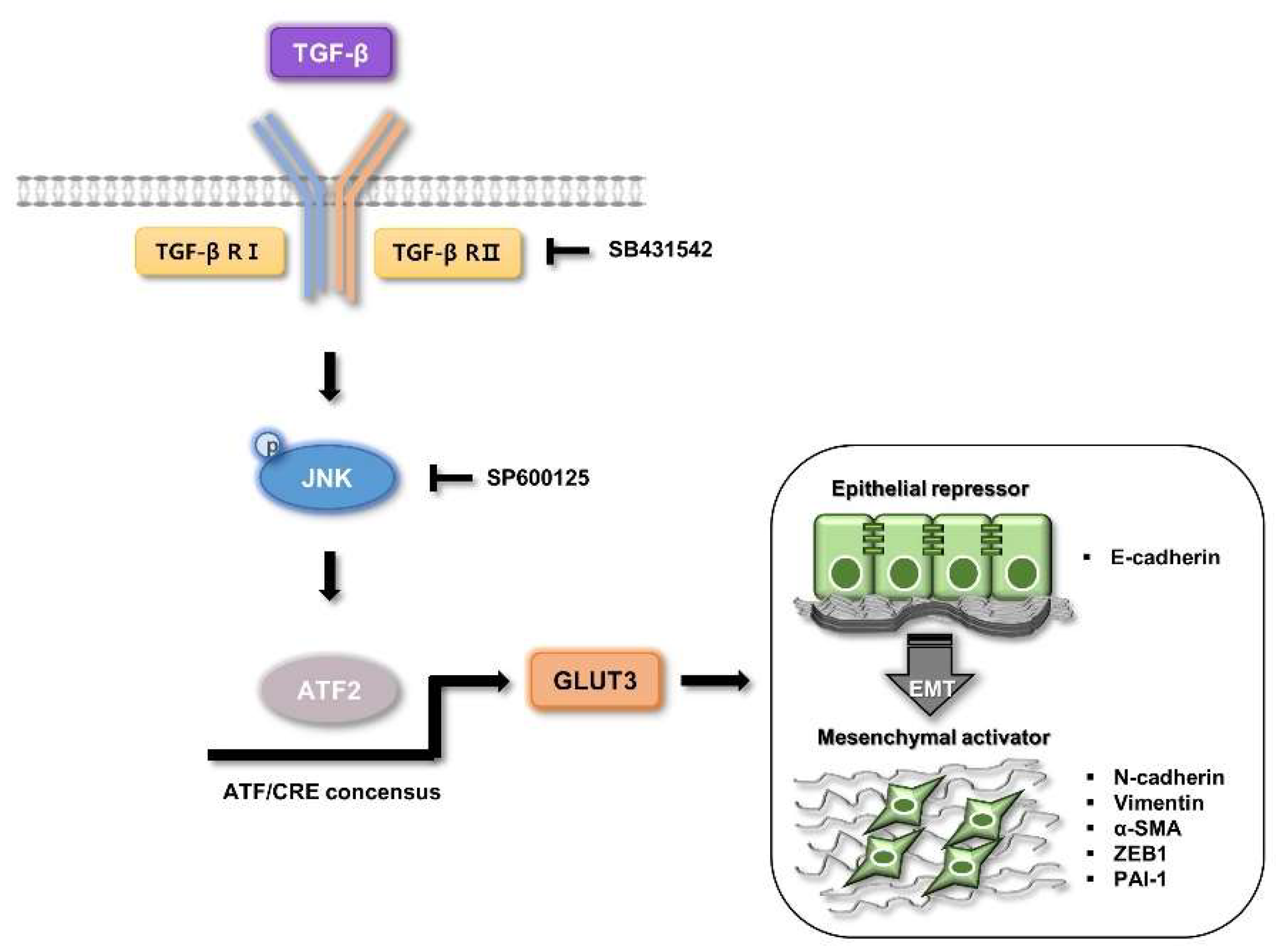 Biomedicines 10 01837 g007 550
