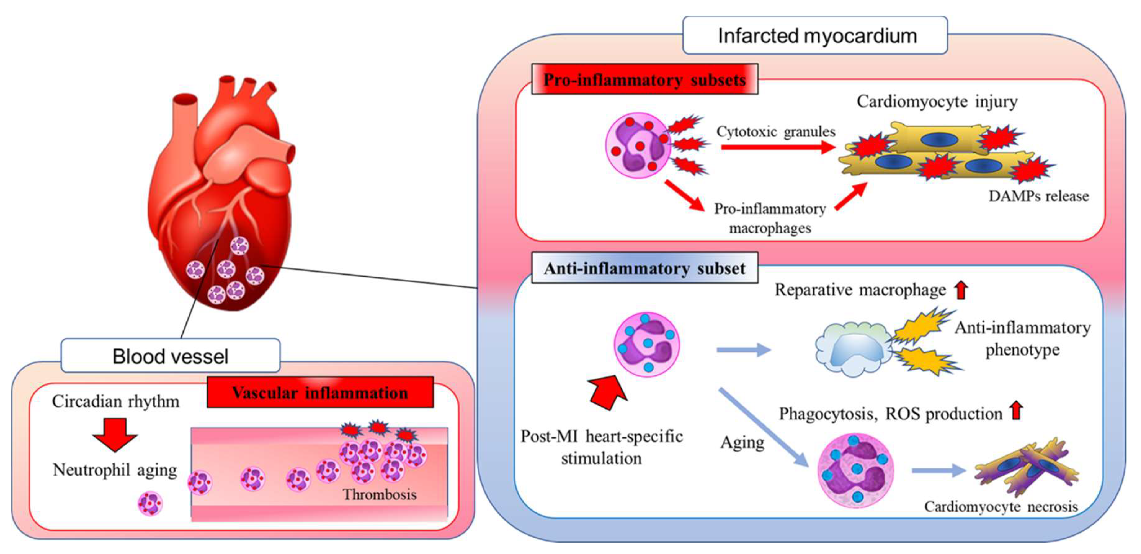Biomedicines 10 01850 g001