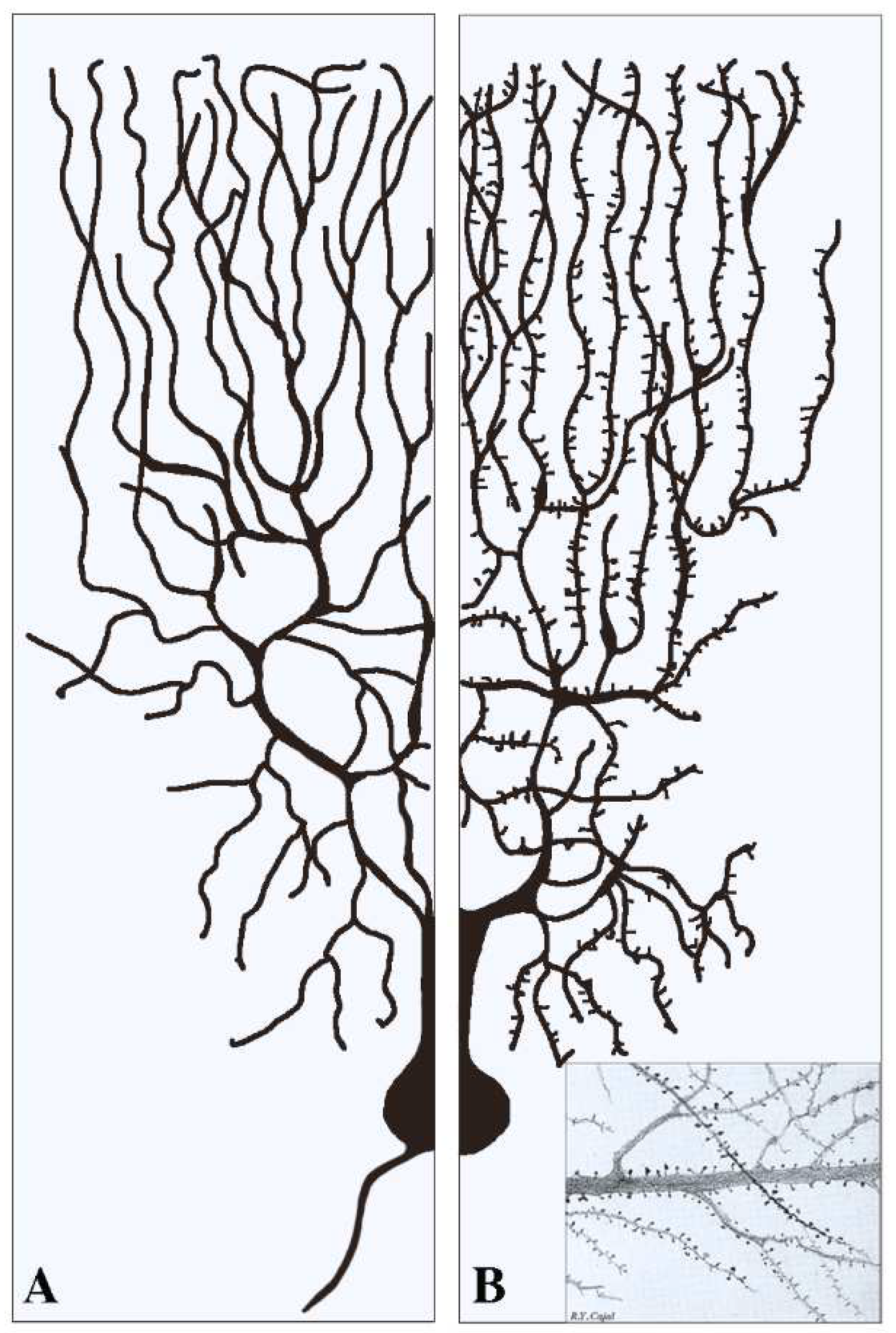 Biomedicines 10 01859 g001