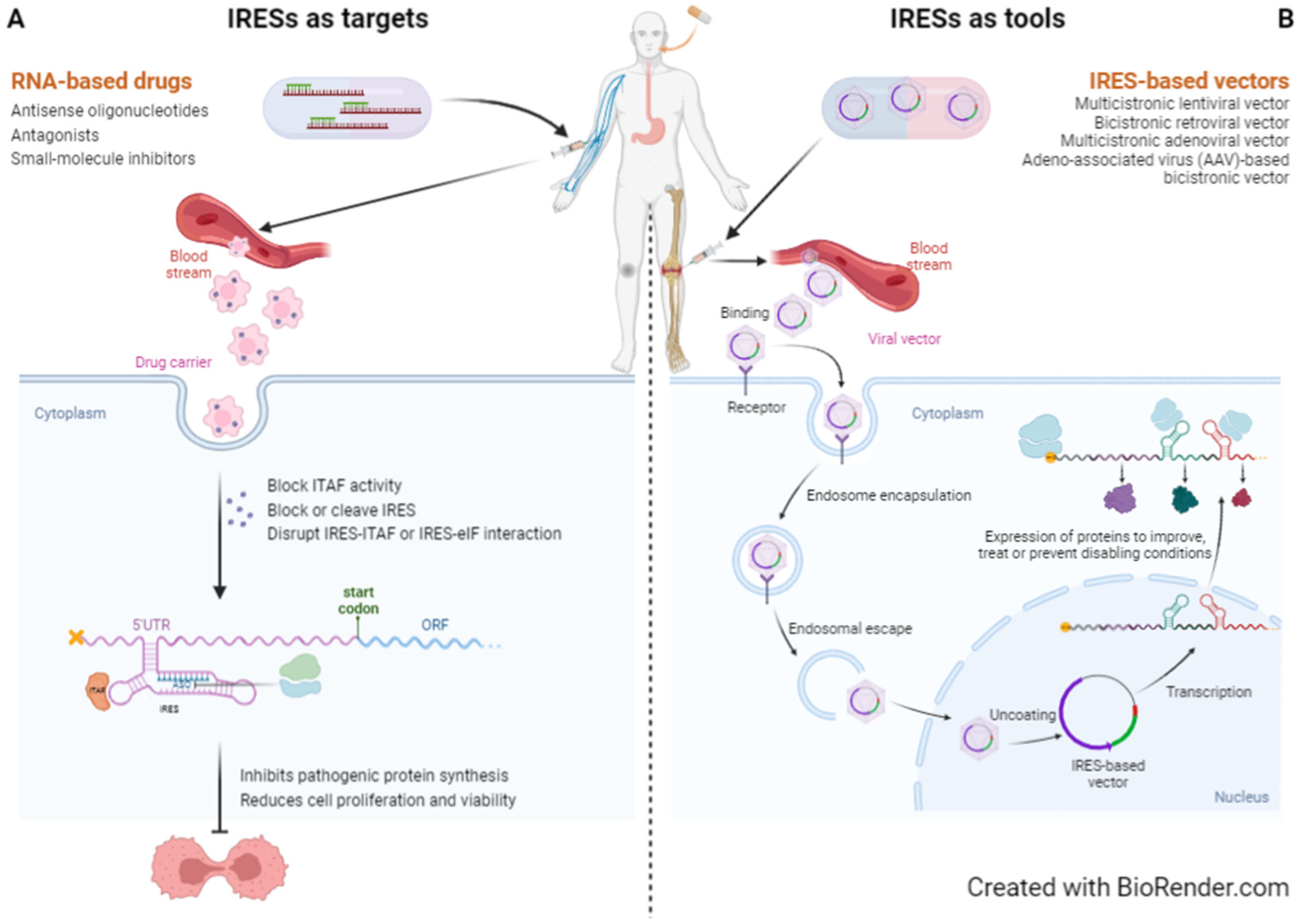 Biomedicines 10 01865 g003 Biomedicines 10 01865 g003