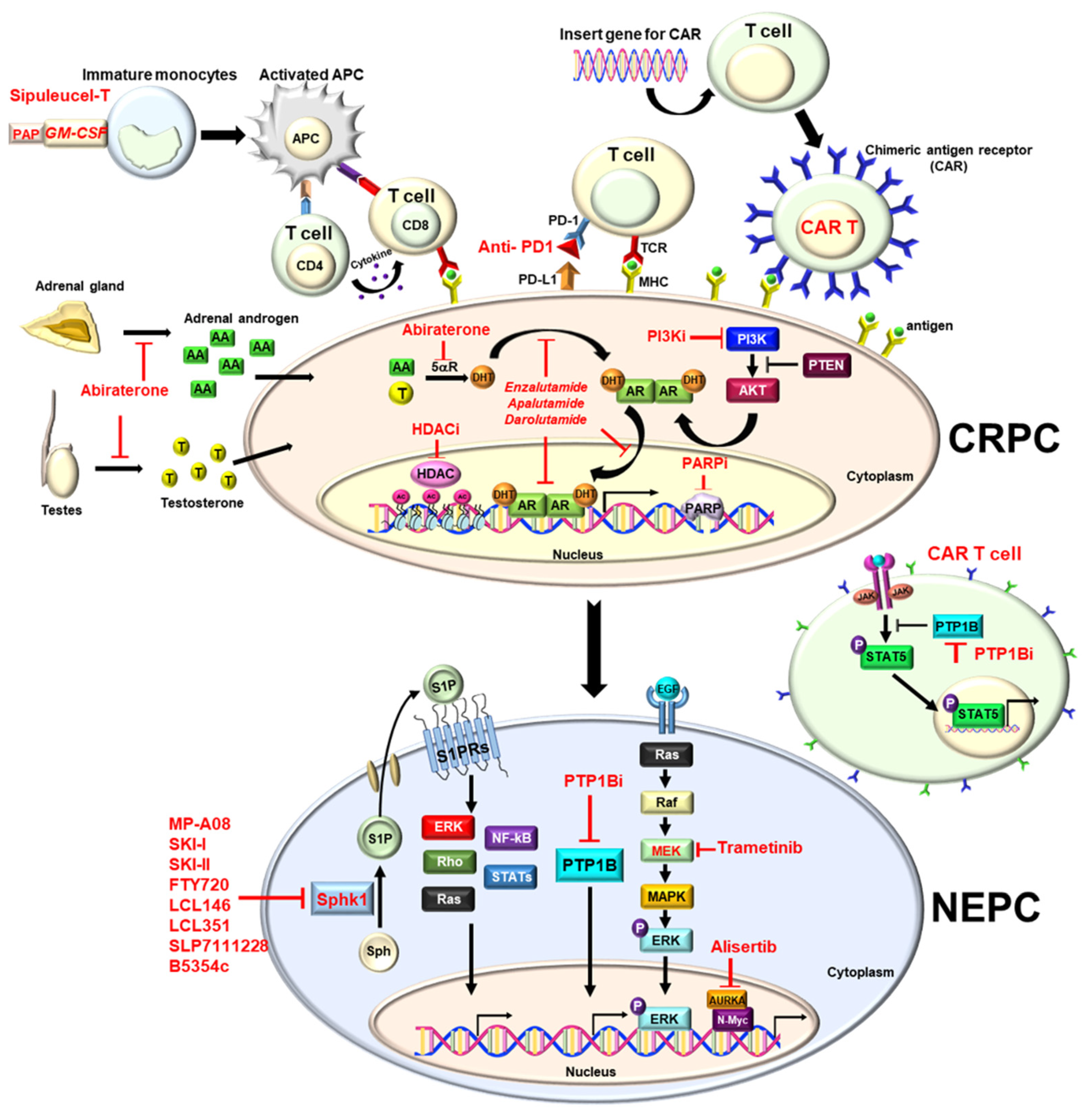 Biomedicines 10 01872 g001