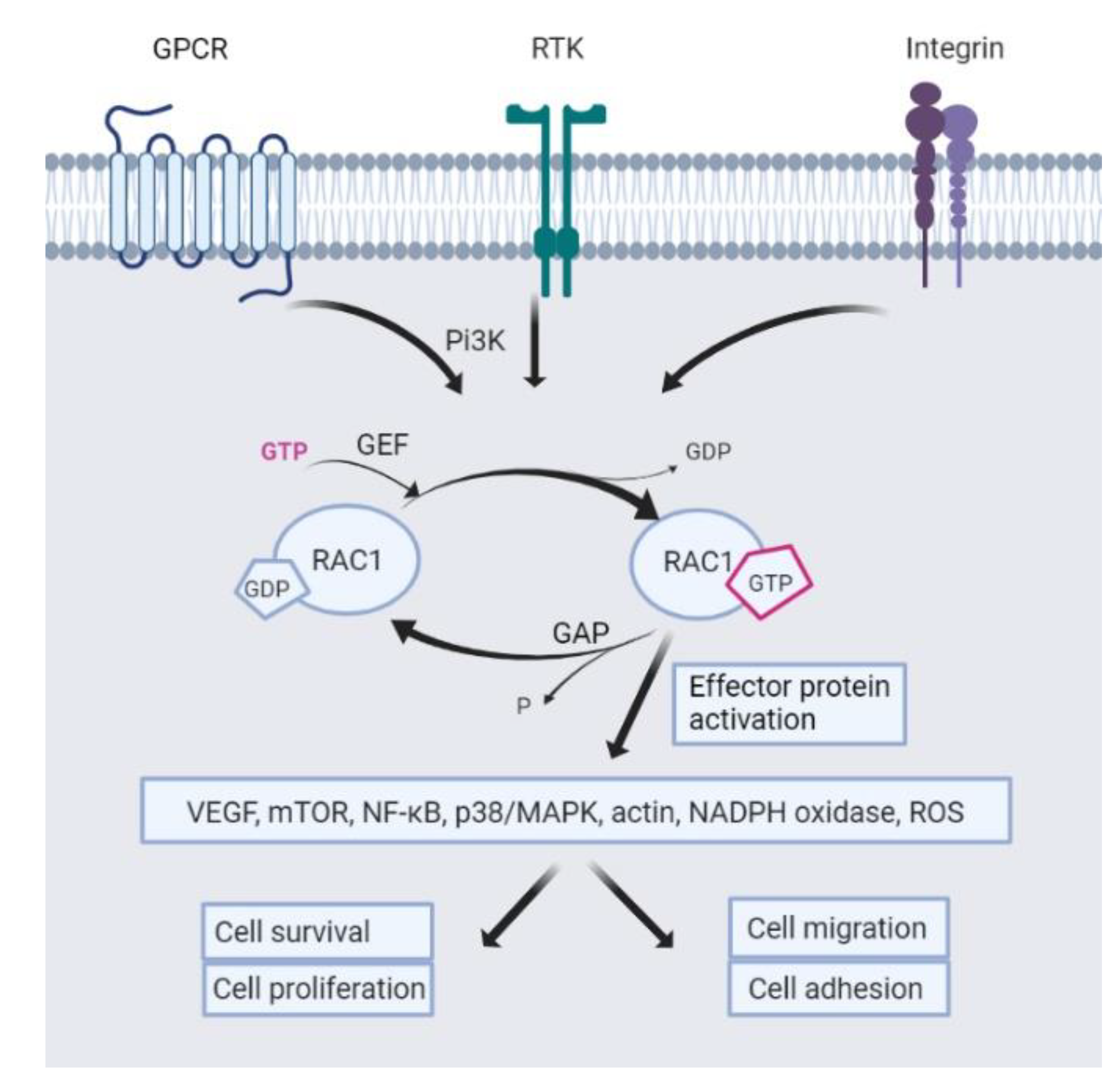 Biomedicines 10 01881 g008 550