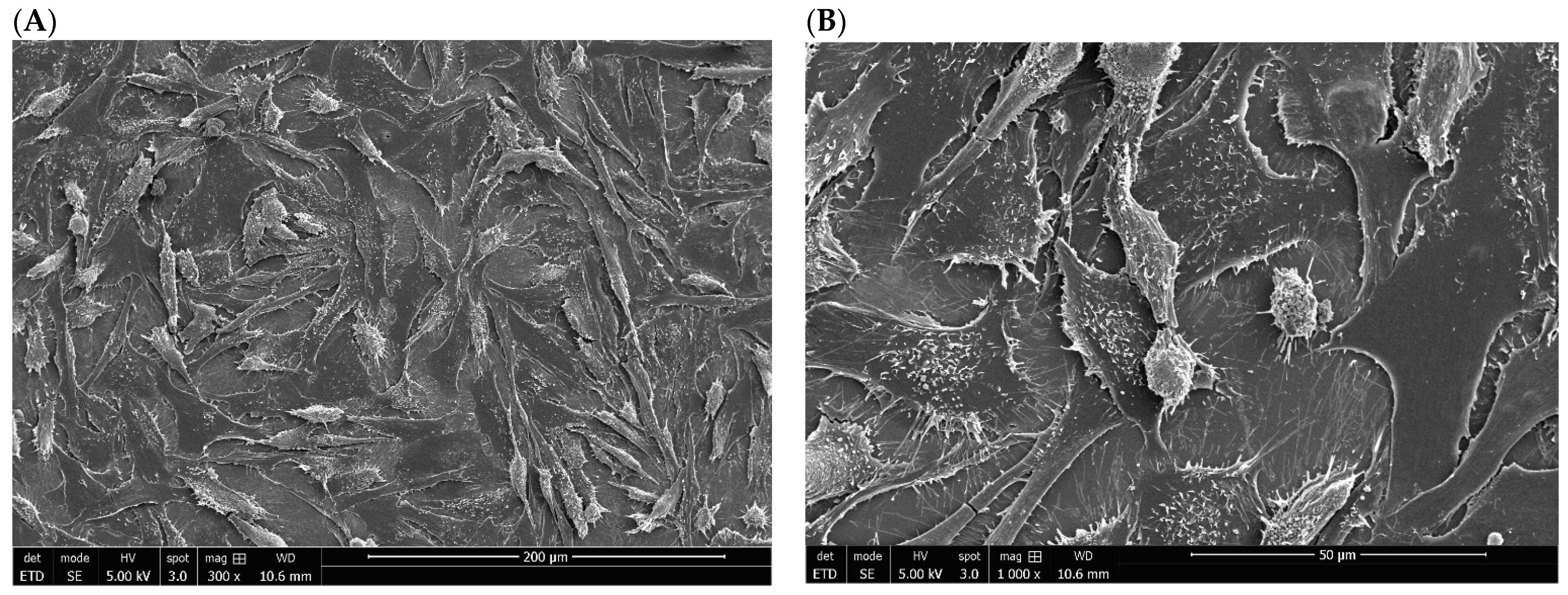 Biomedicines 10 01898 g004