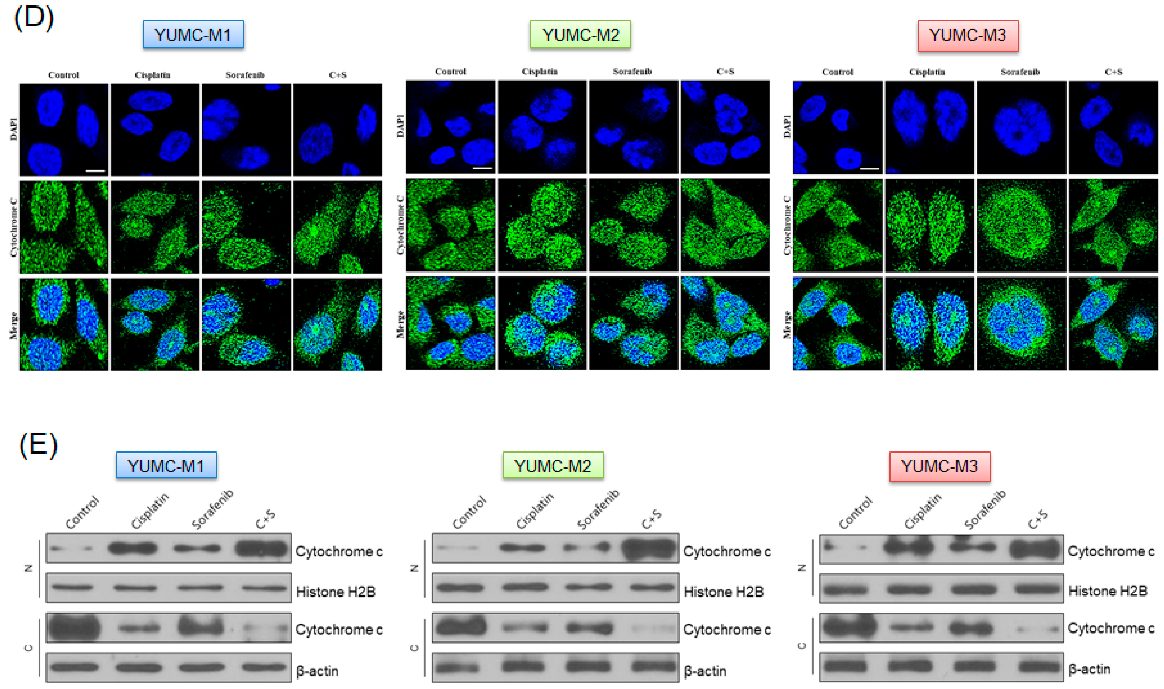 Biomedicines 10 01901 g004b Biomedicines 10 01901 g004b