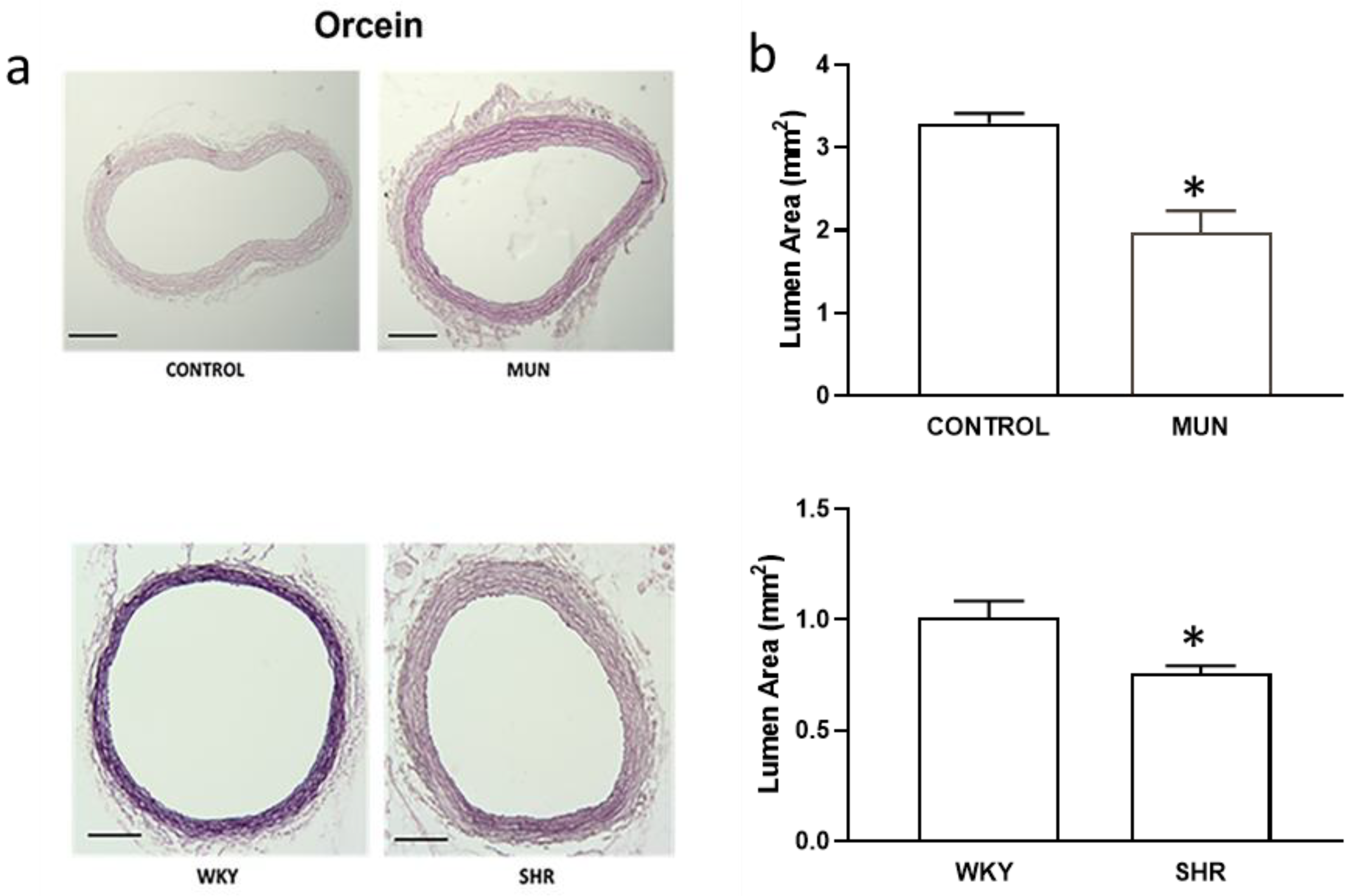 Biomedicines 10 01902 g001 Biomedicines 10 01902 g001
