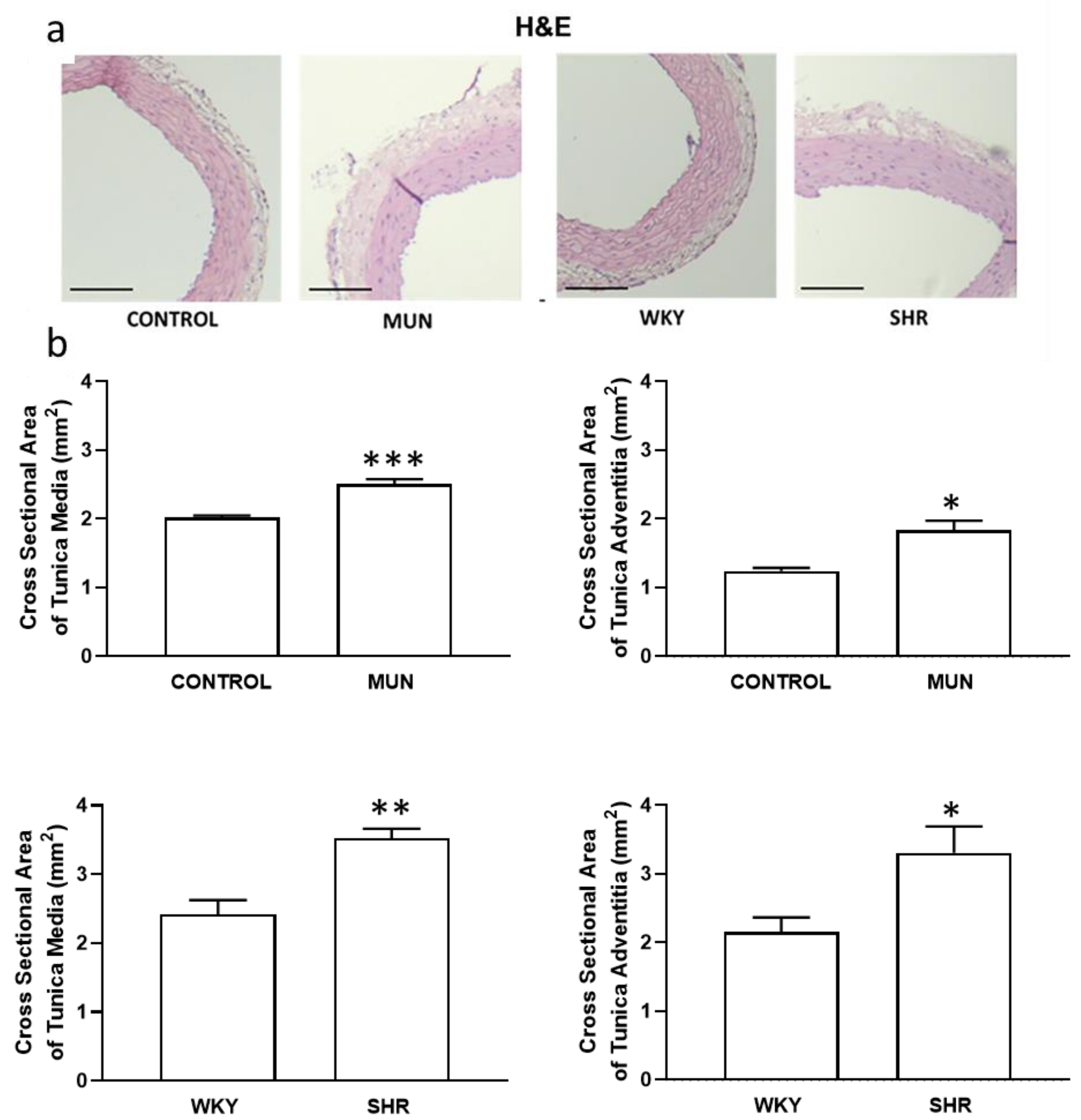 Biomedicines 10 01902 g002 Biomedicines 10 01902 g002