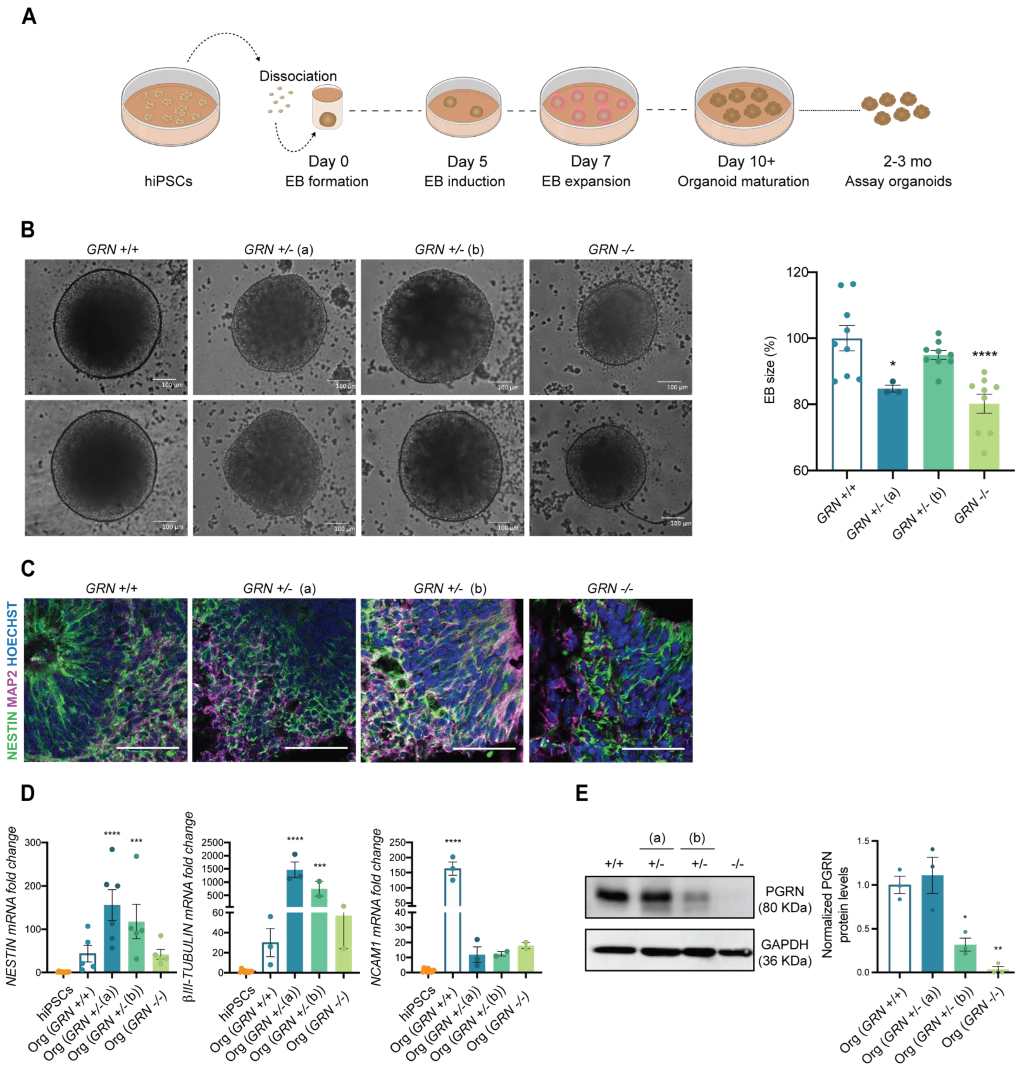 CRISPR-Cas9 correction of OPA1 c.1334G>A: p.R445H restores mitochondrial  homeostasis in dominant optic atrophy patient-derived iPSCs: Molecular  Therapy - Nucleic Acids
