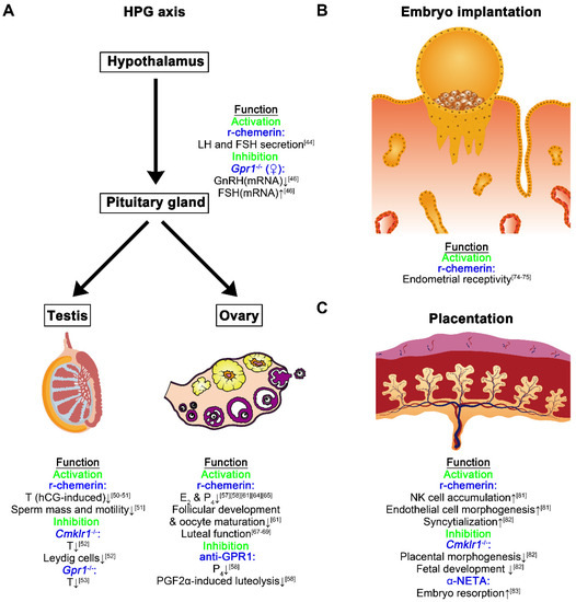Chemerin: A Functional Adipokine in Reproductive Health and