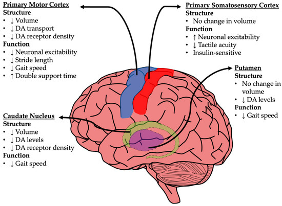 Falling Short: The Contribution of Central Insulin Receptors to 