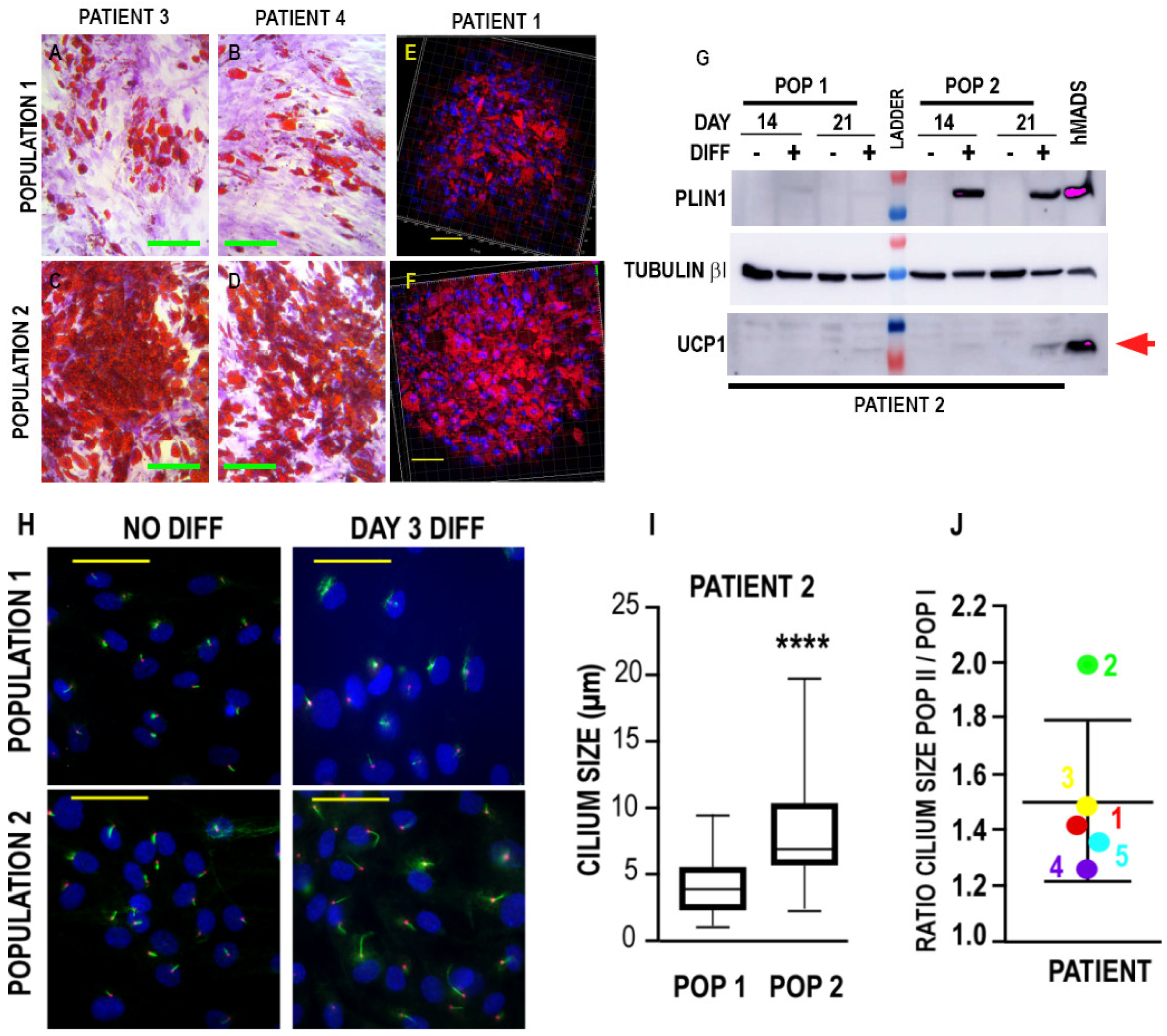 Biomedicines 10 01928 g002 Biomedicines 10 01928 g002