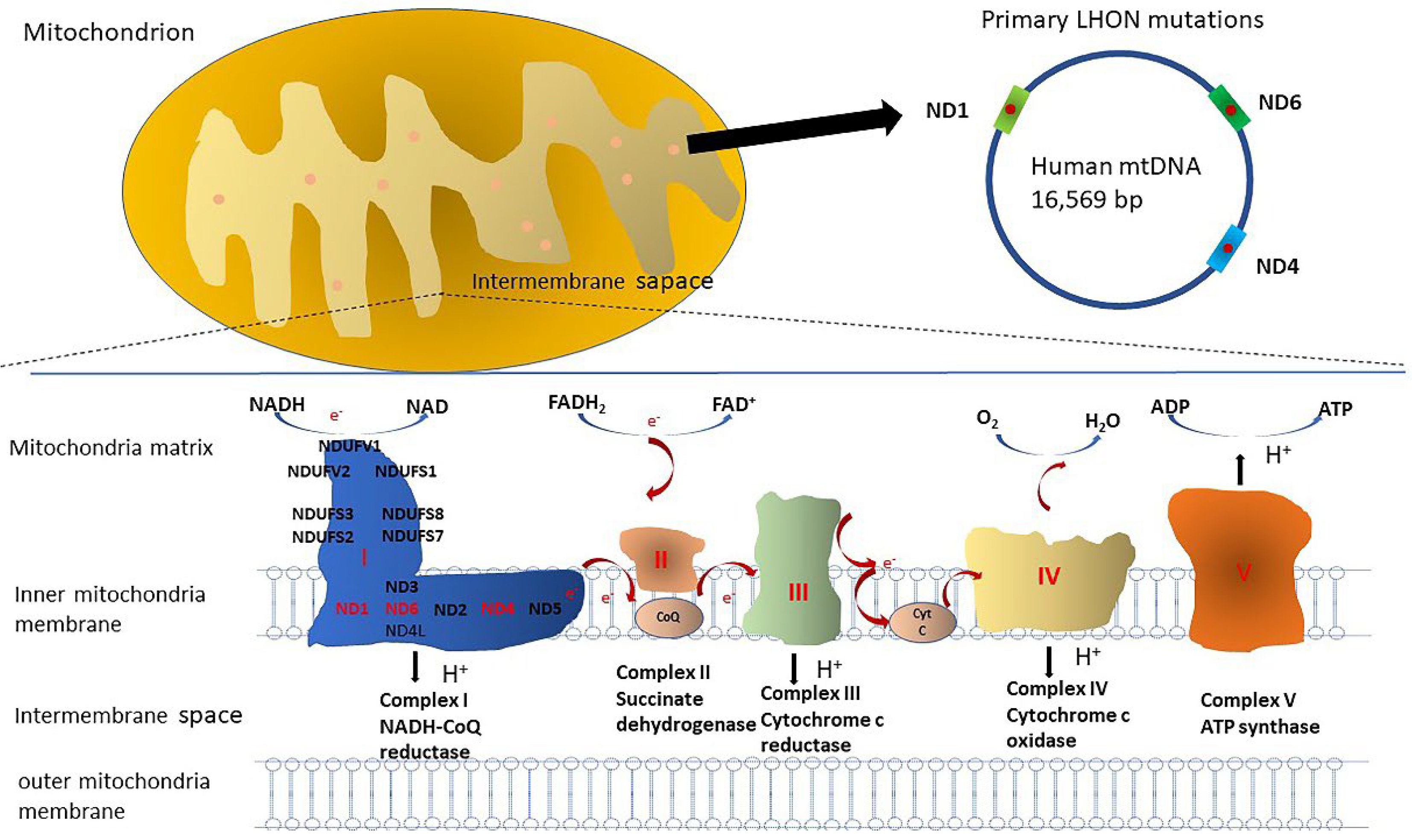 Biomedicines Free FullText Leber Hereditary Optic Neuropathy