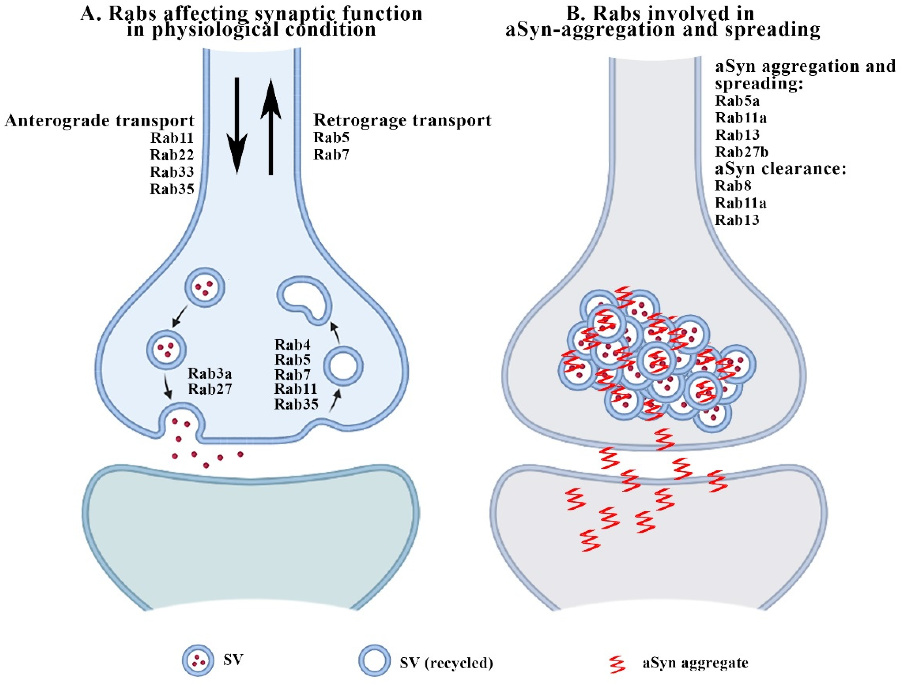 Biomedicines 10 01941 g001 Biomedicines 10 01941 g001