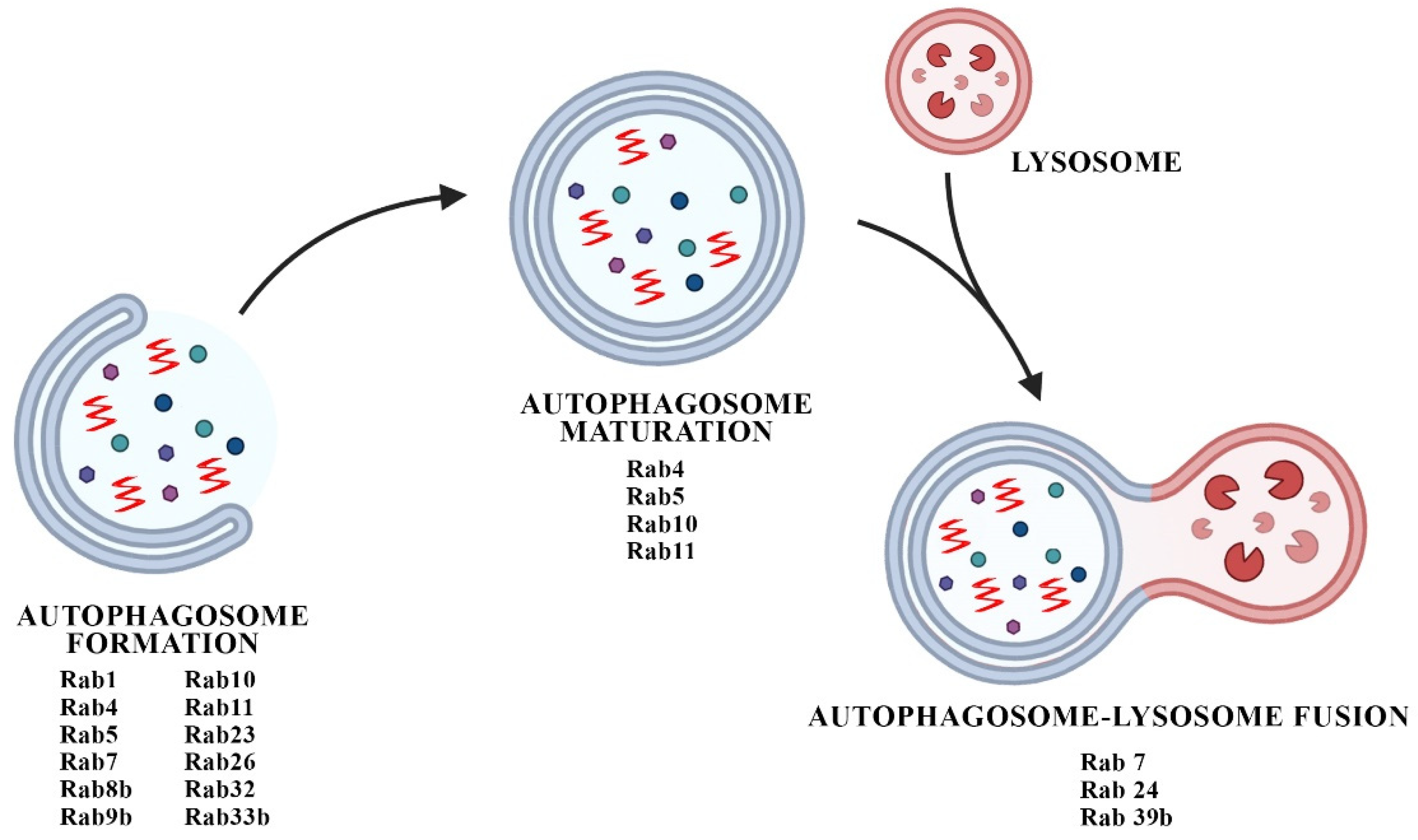 Biomedicines 10 01941 g002 Biomedicines 10 01941 g002