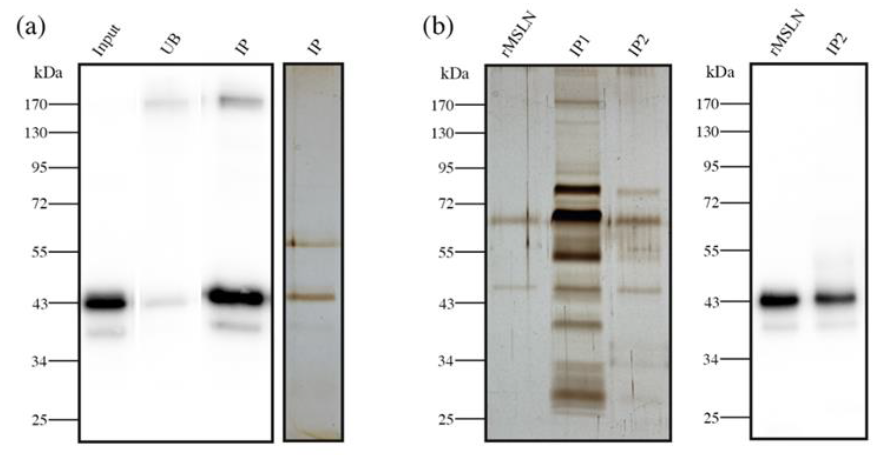 Biomedicines 10 01942 g007 Biomedicines 10 01942 g007