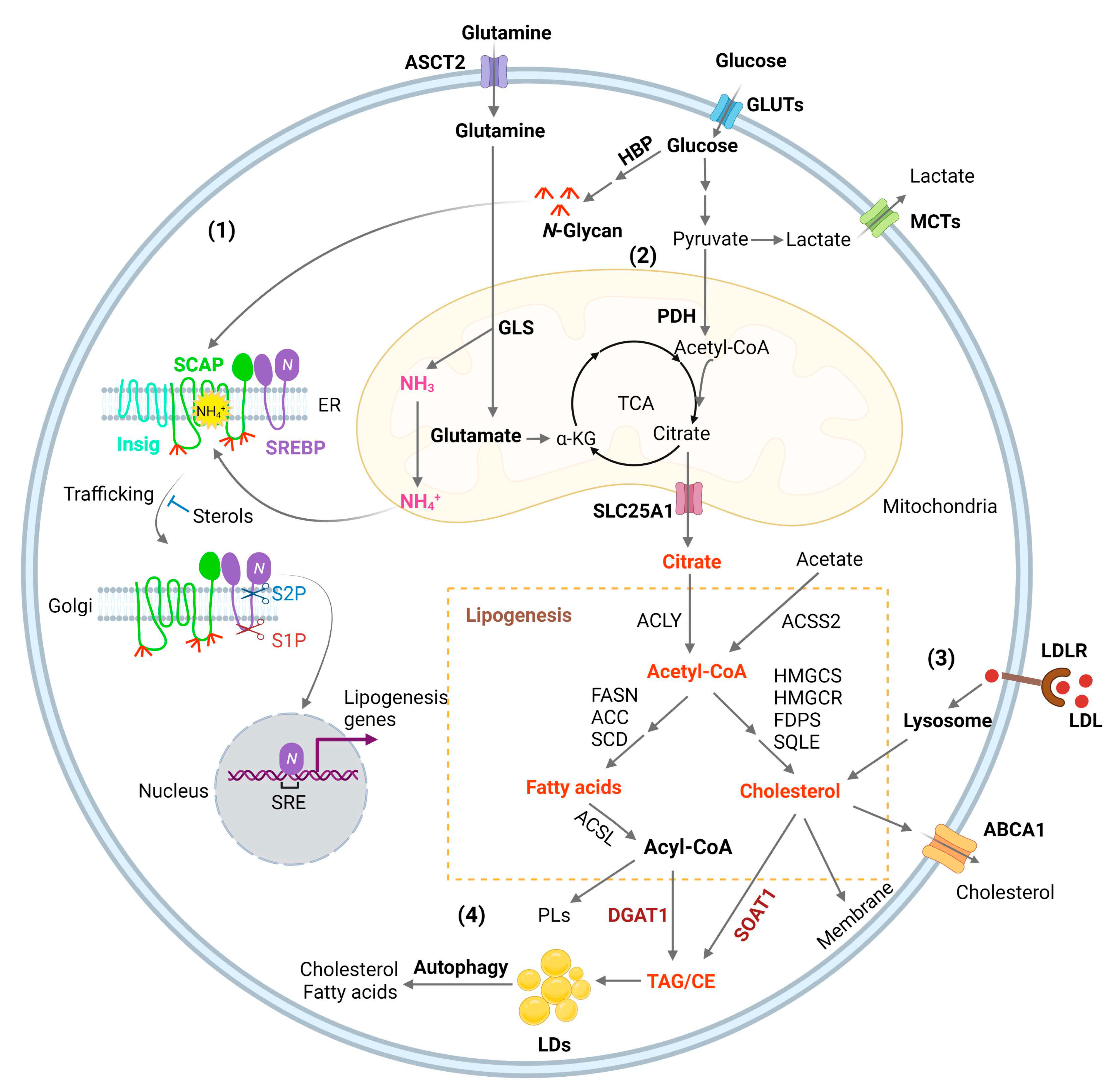 Biomedicines 10 01943 g001 550