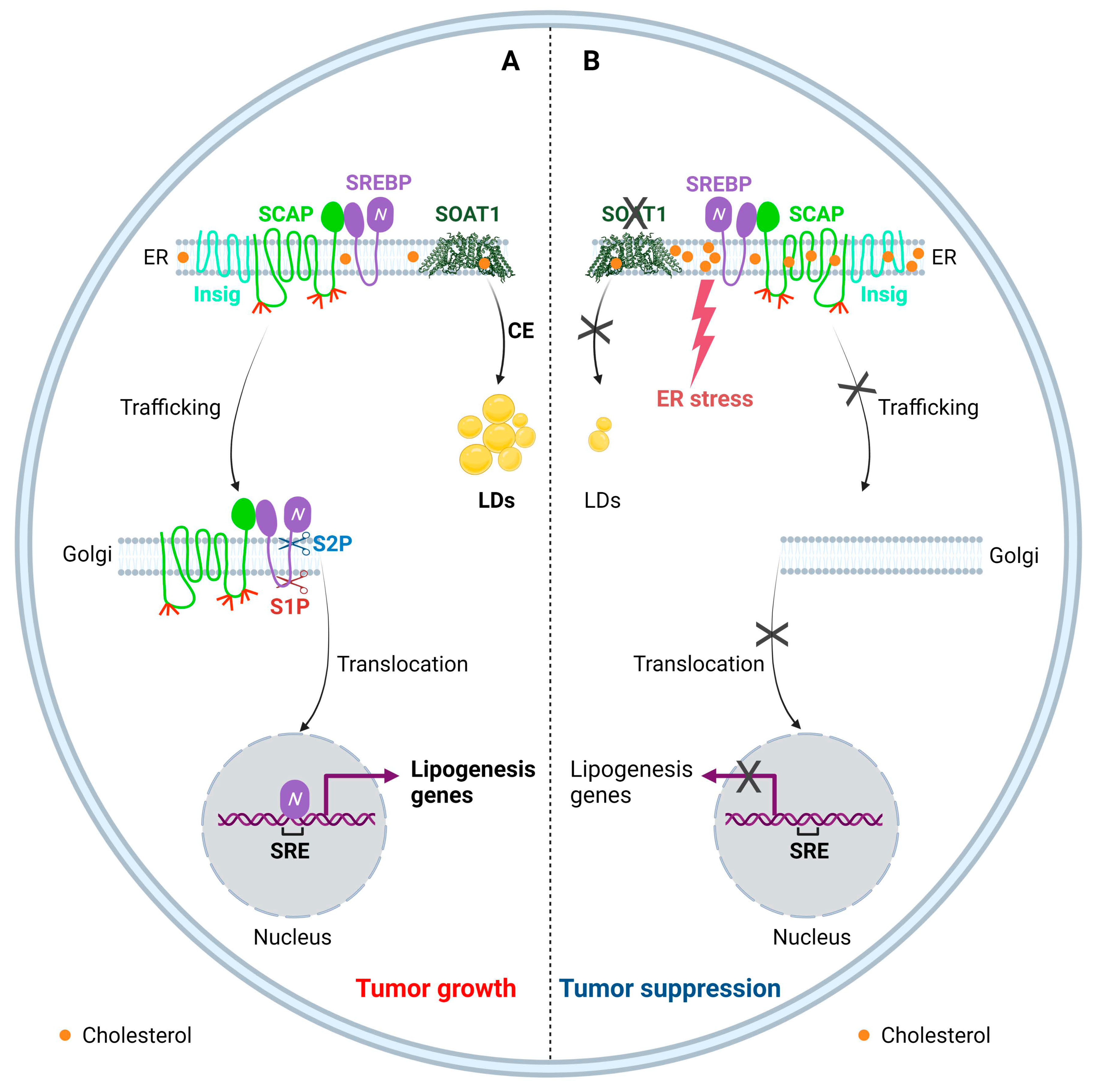 Biomedicines 10 01943 g002 550