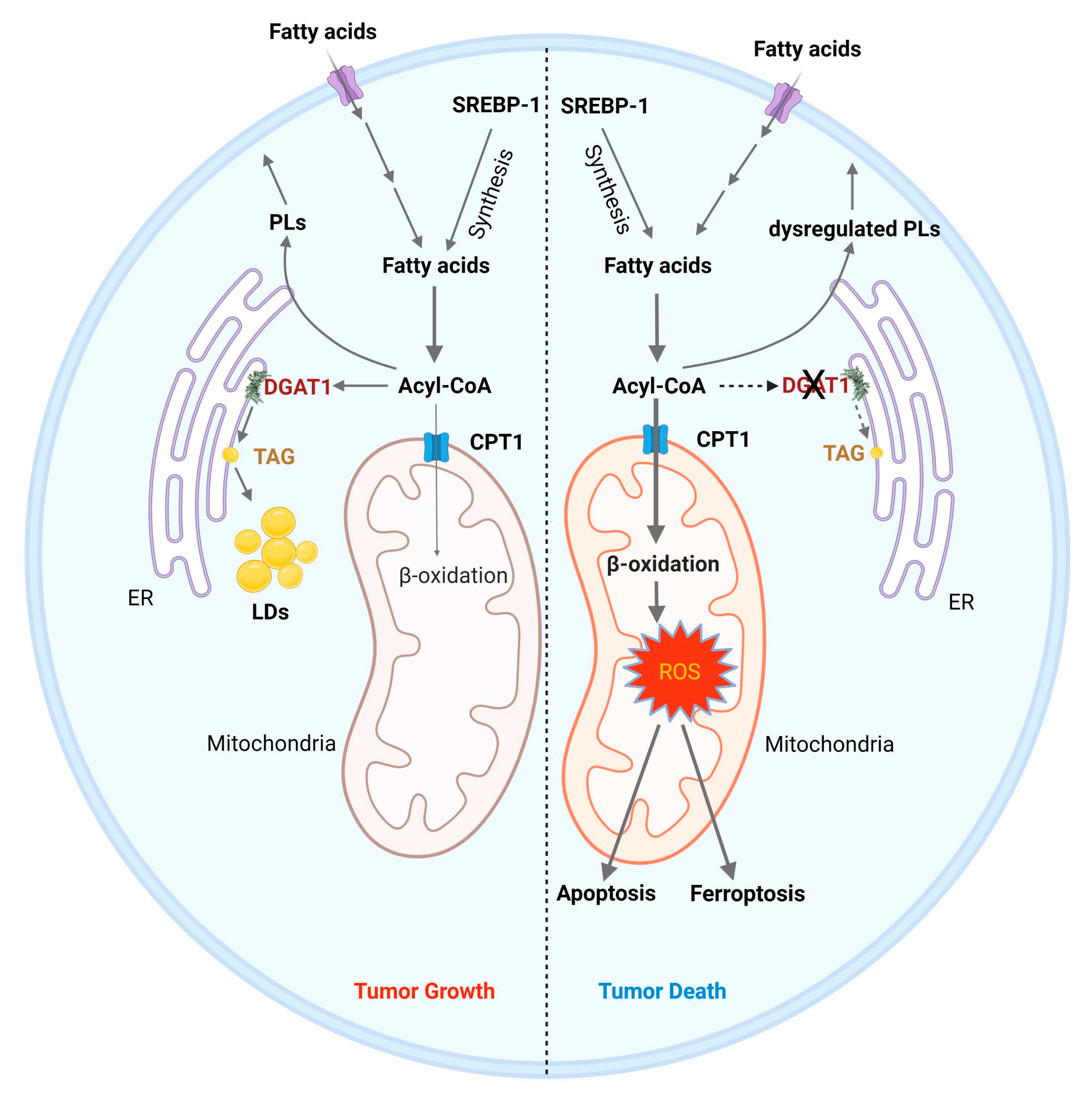 Biomedicines 10 01943 g003 550