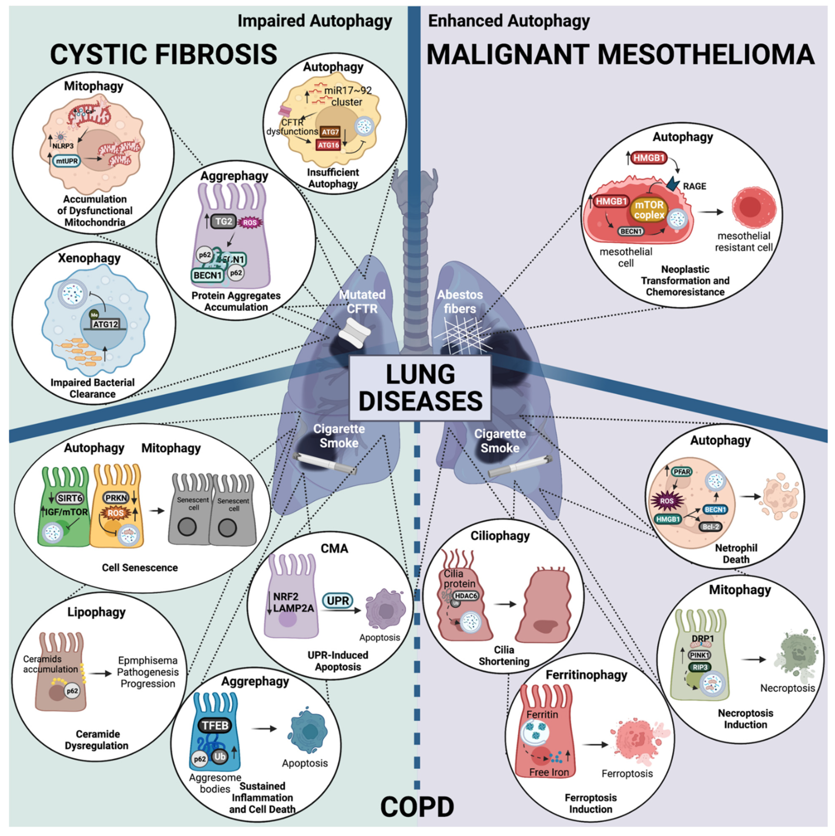 Biomedicines 10 01944 g003