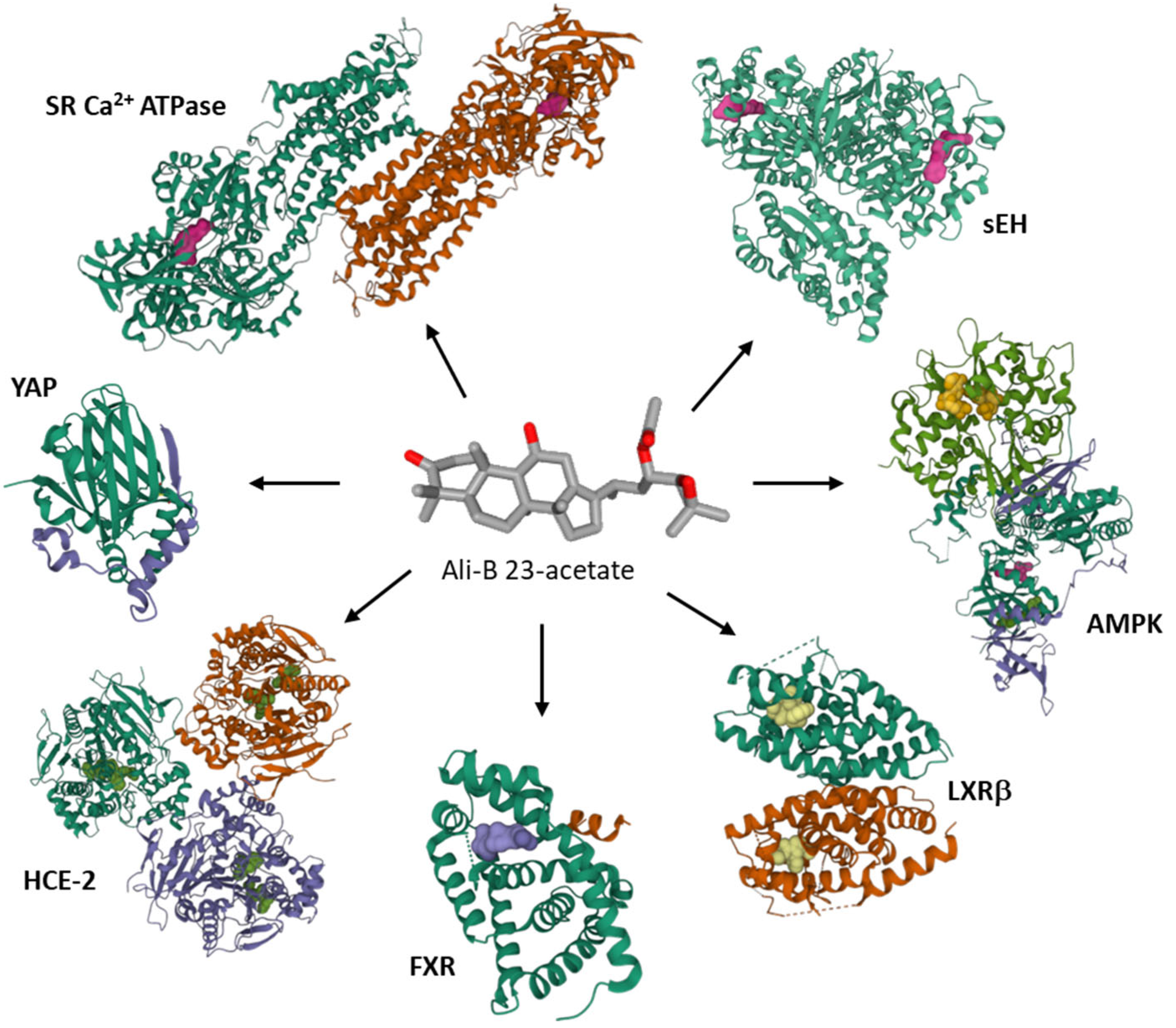 Biomedicines 10 01945 g007 Biomedicines 10 01945 g007