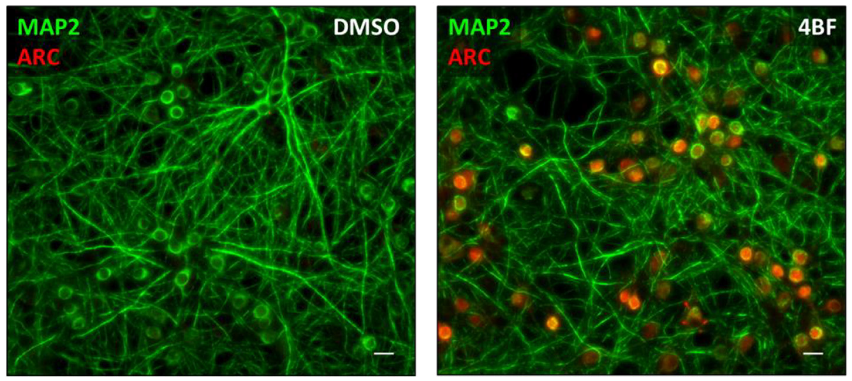 Biomedicines 10 01946 g001