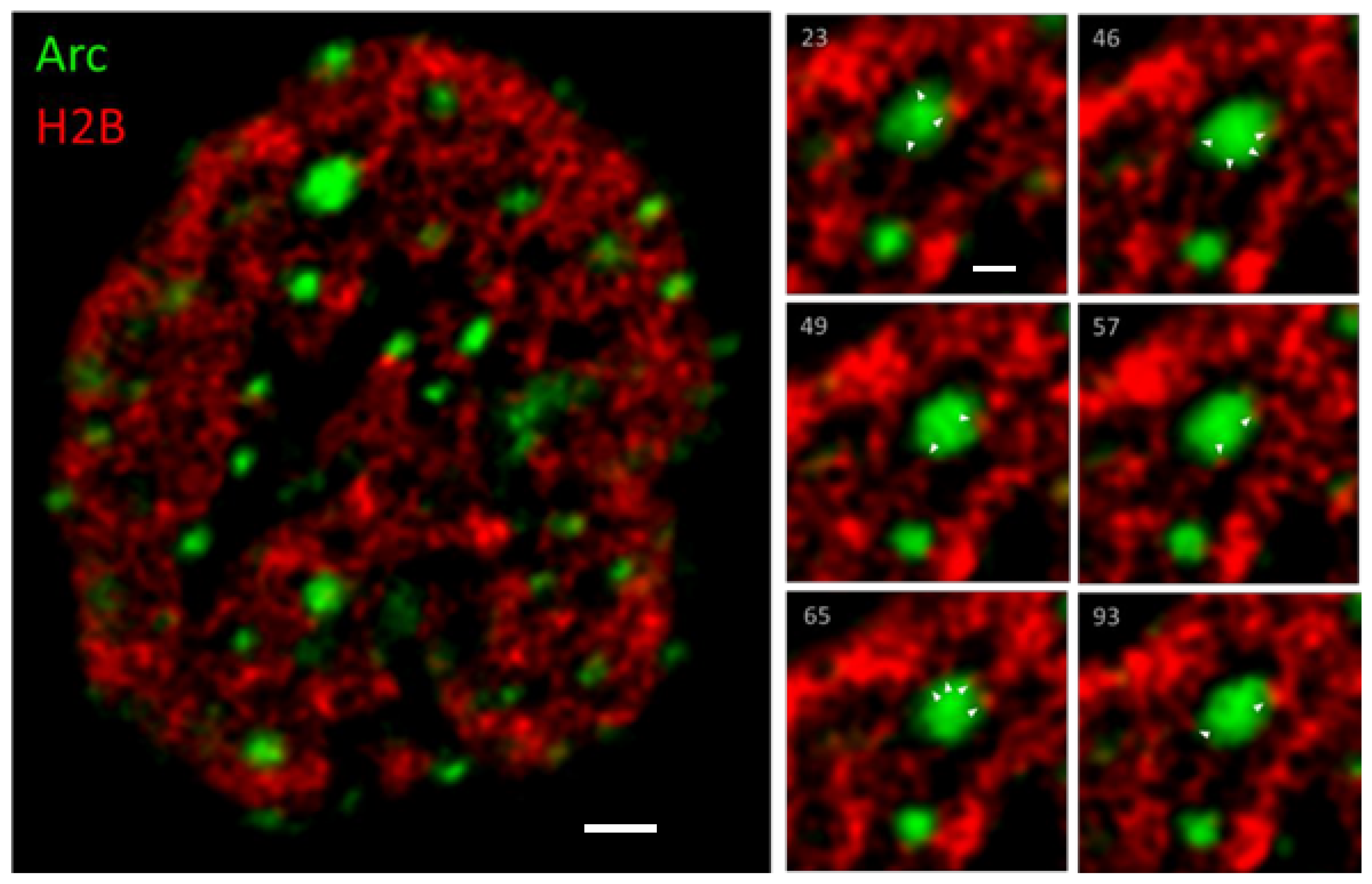 Biomedicines 10 01946 g003