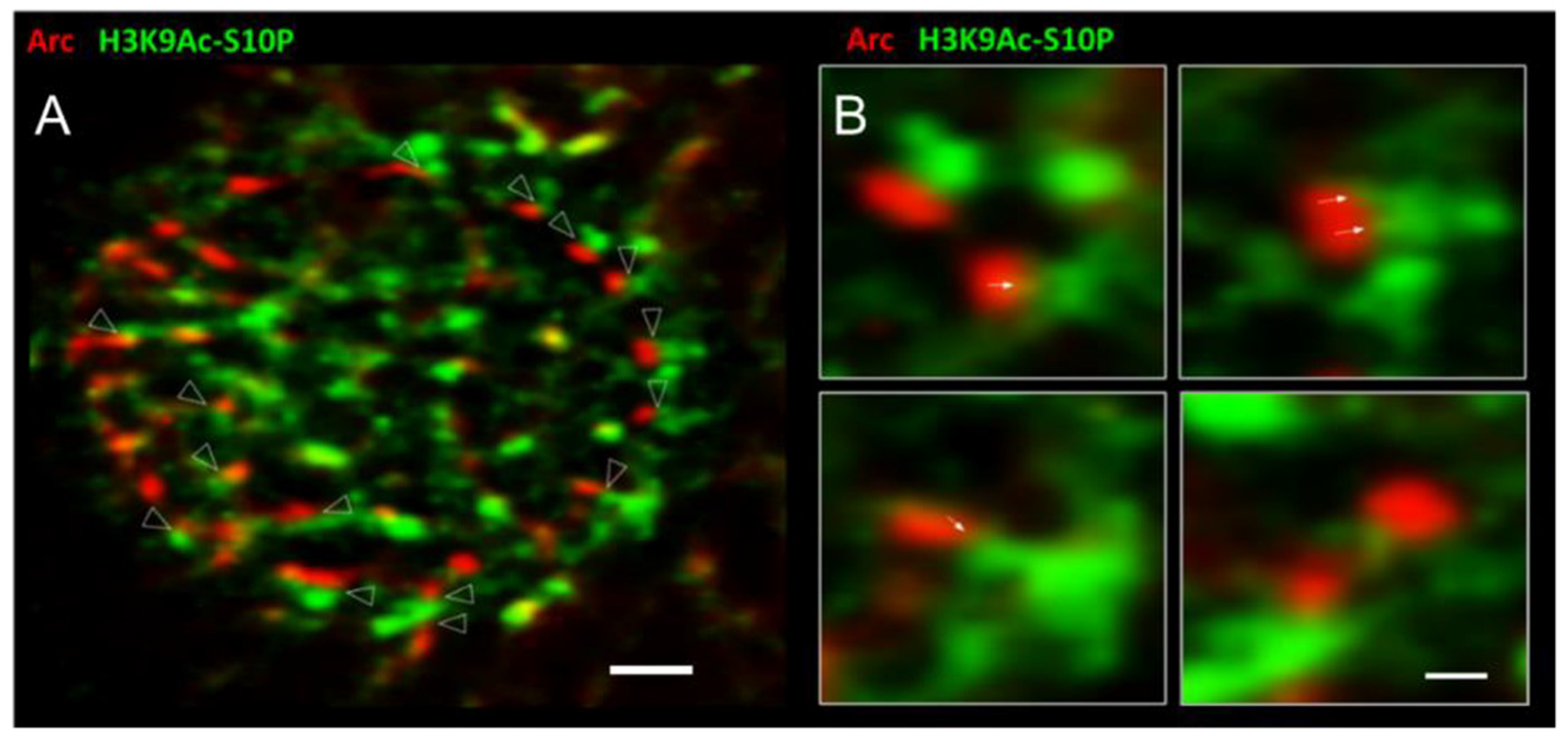 Biomedicines 10 01946 g005