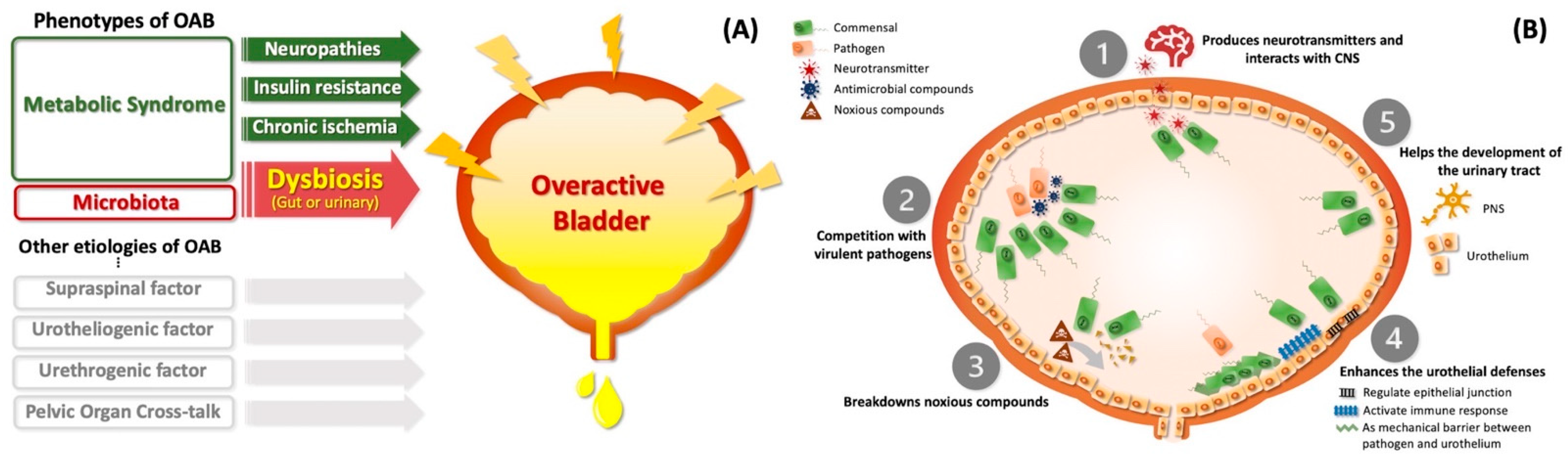 Biomedicines 10 01957 g002