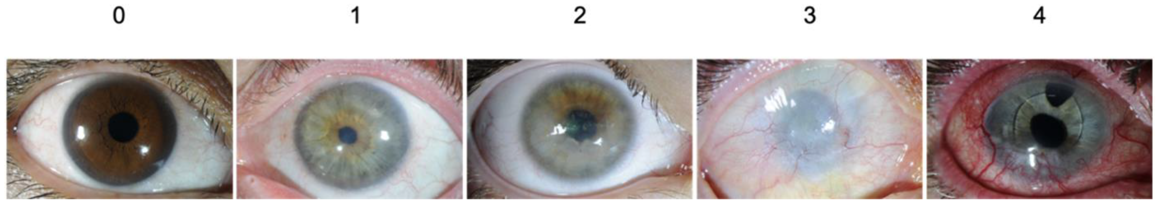 Biomedicines 10 01958 g002