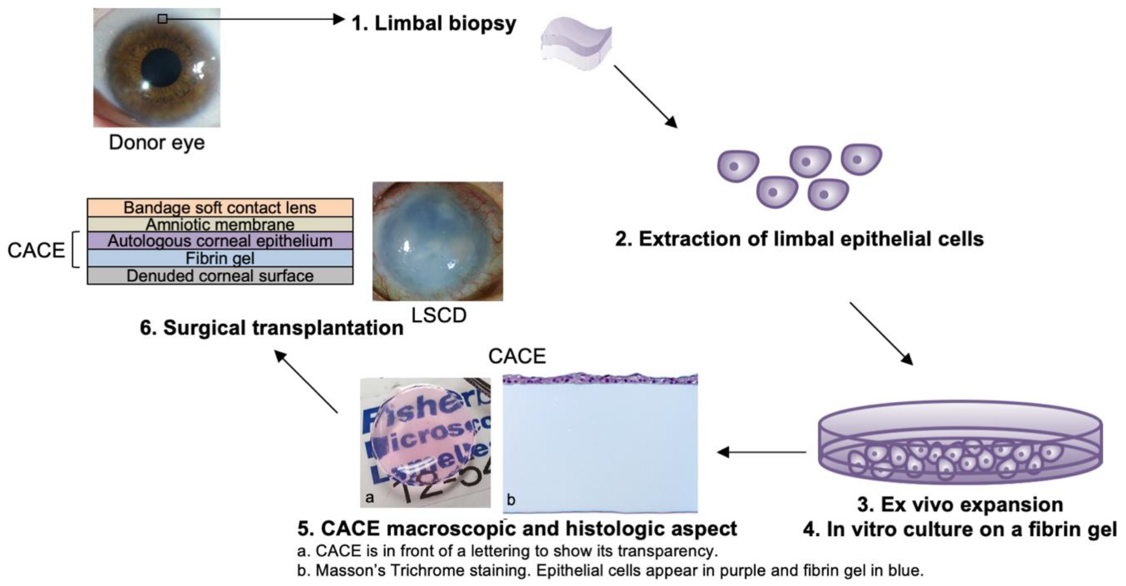 Biomedicines 10 01958 g003