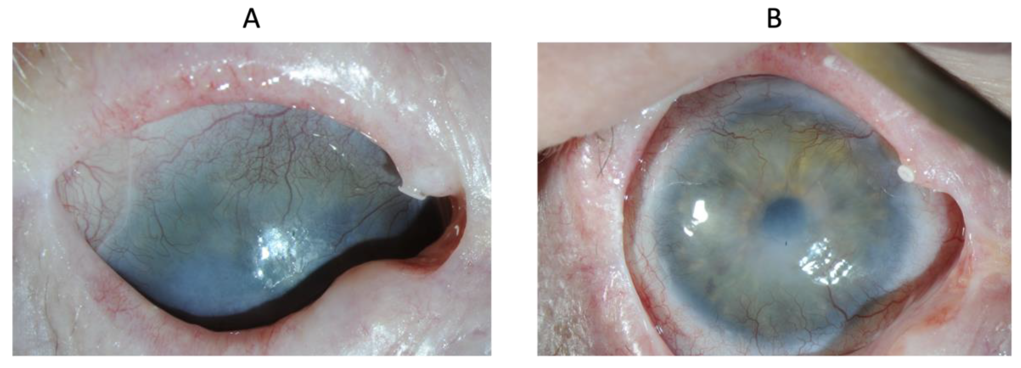 Biomedicines 10 01958 g007