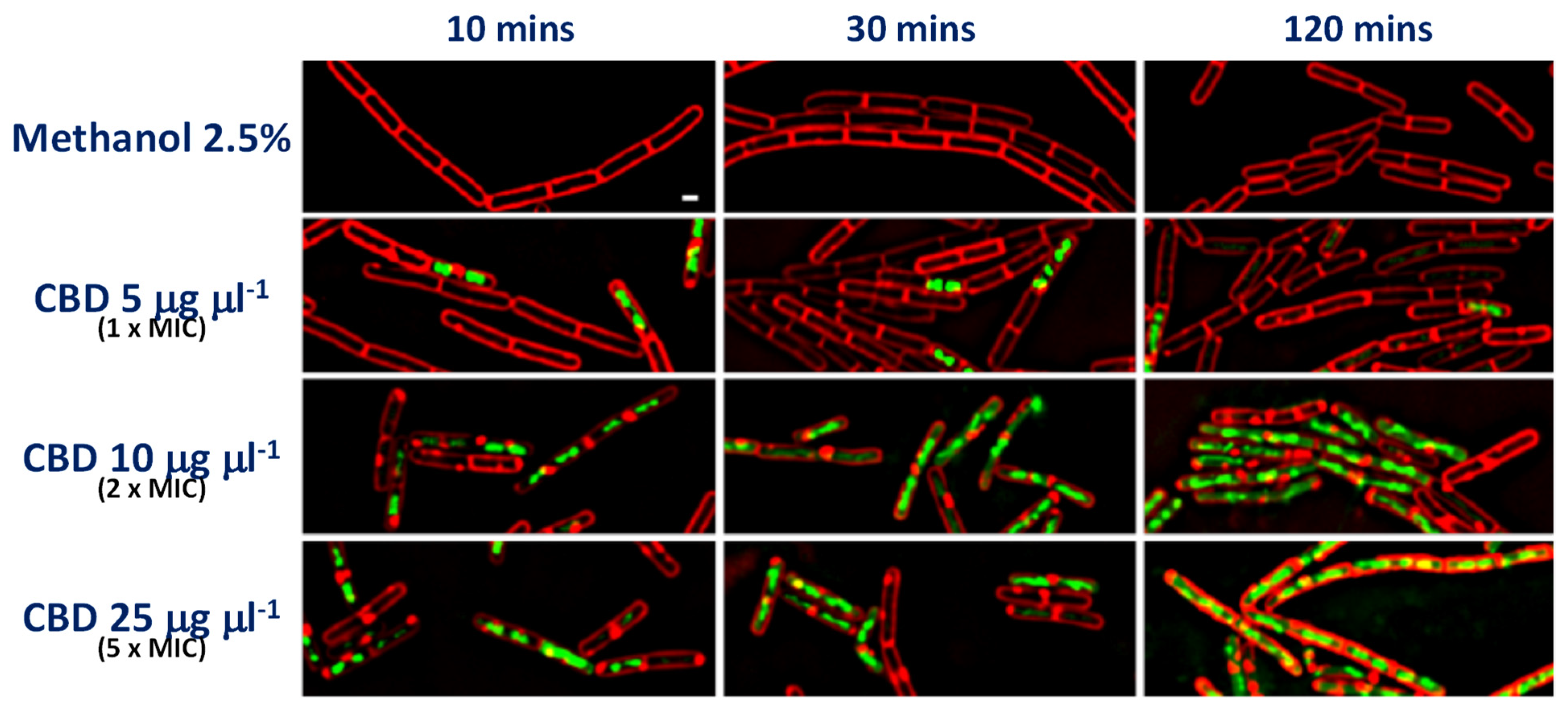 Biomedicines 10 01959 g002 550