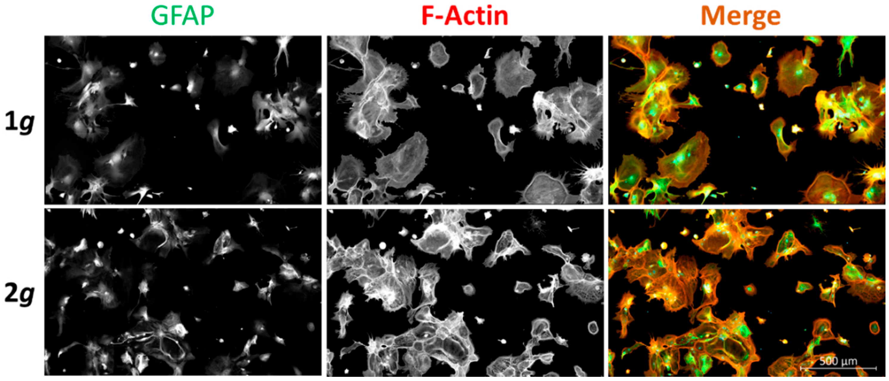Biomedicines 10 01966 g001