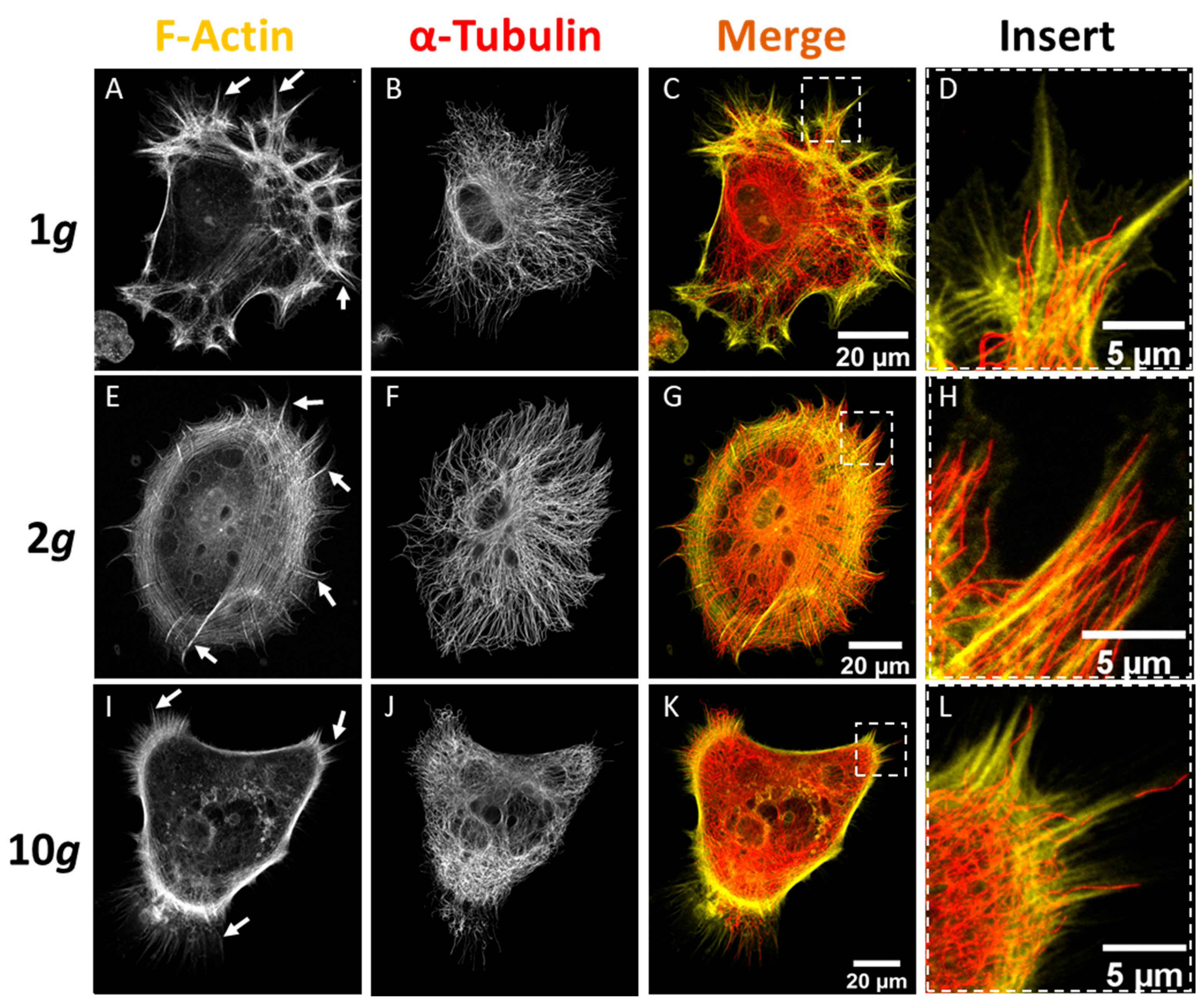 Biomedicines 10 01966 g007