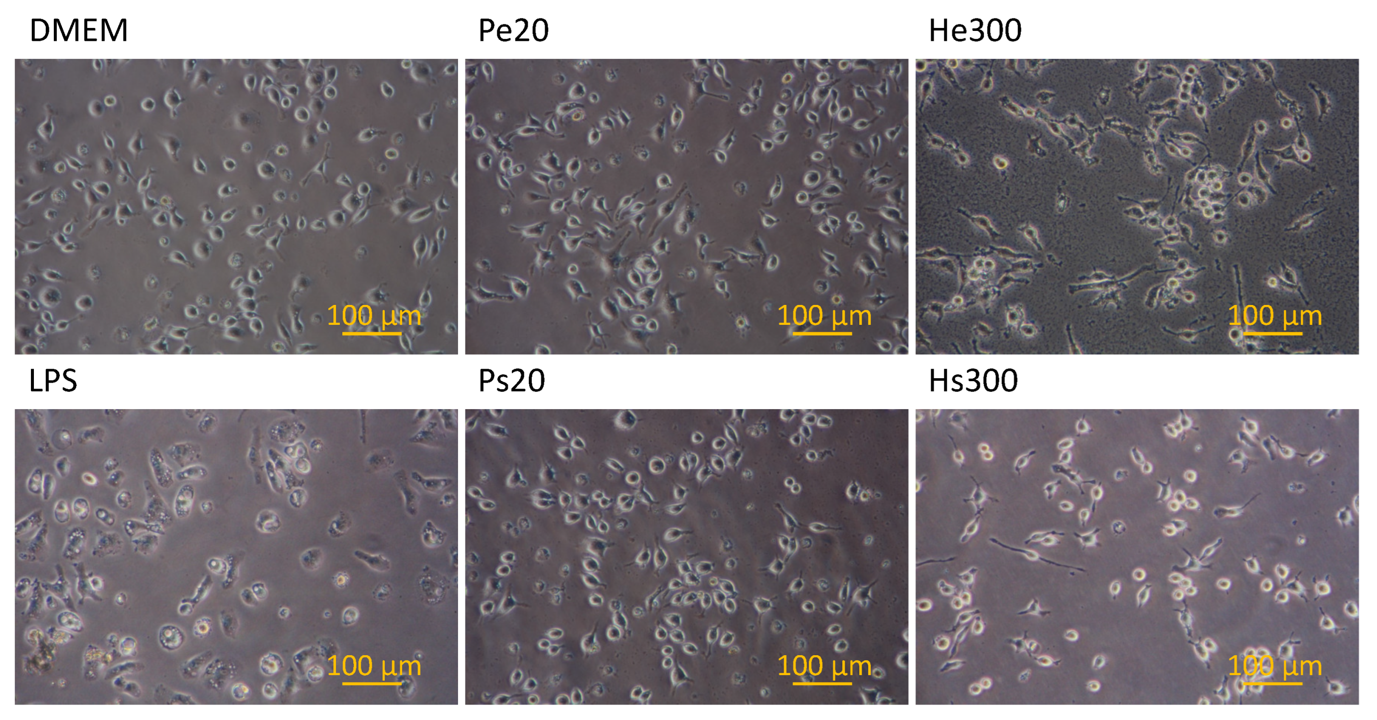 Biomedicines 10 01977 g005 Biomedicines 10 01977 g005