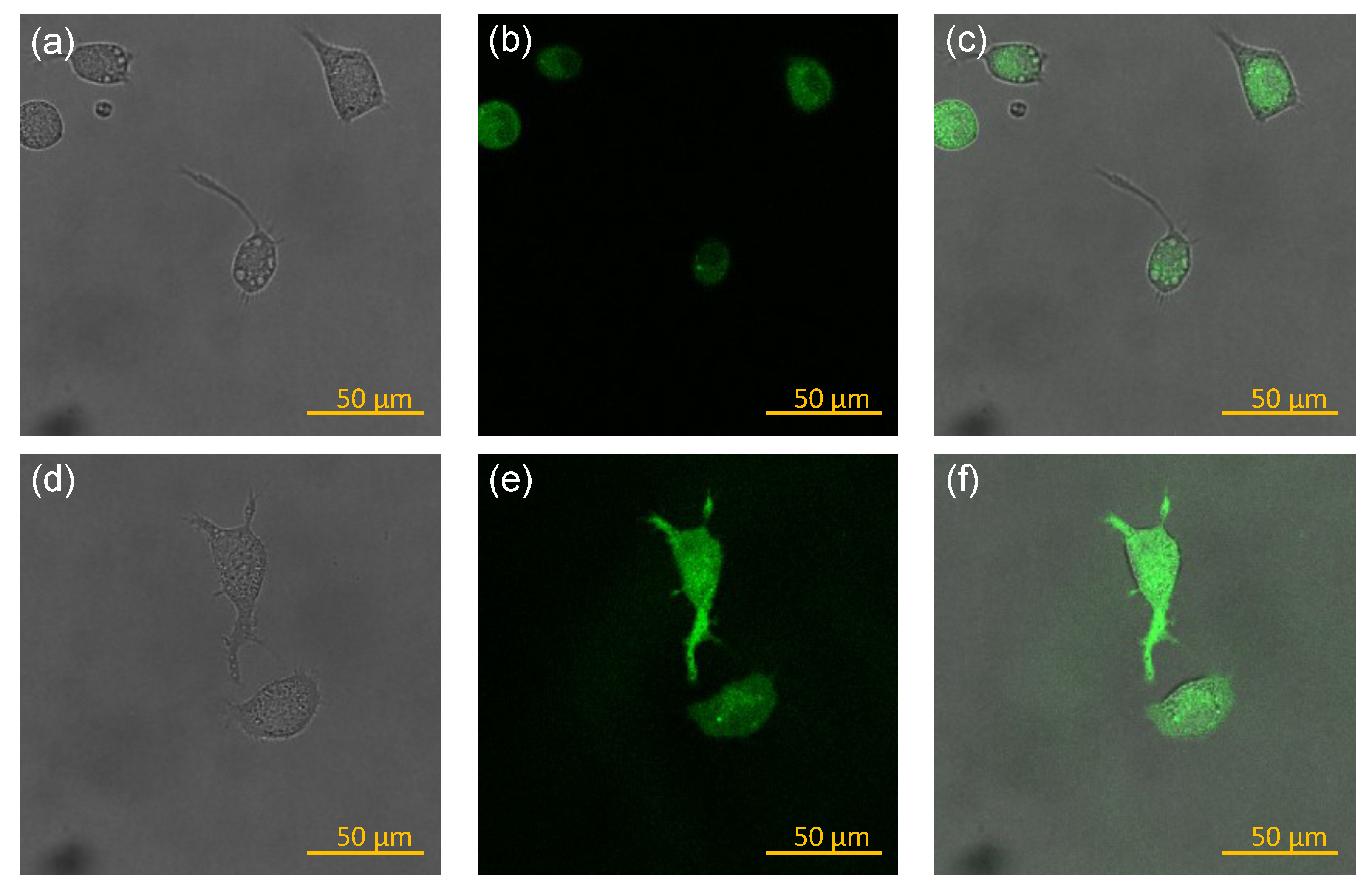 Biomedicines 10 01977 g006 Biomedicines 10 01977 g006