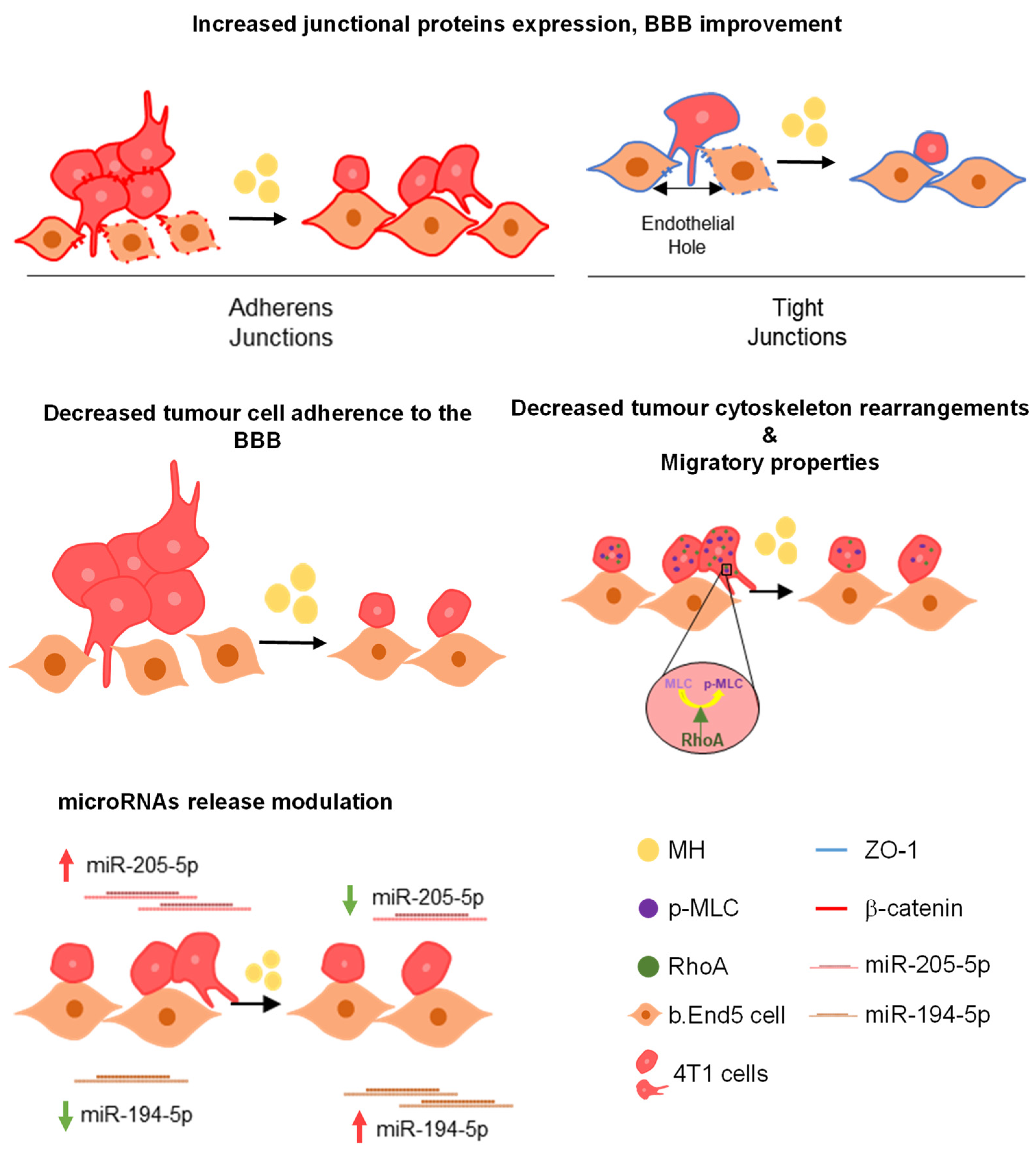 Biomedicines 10 01988 g011