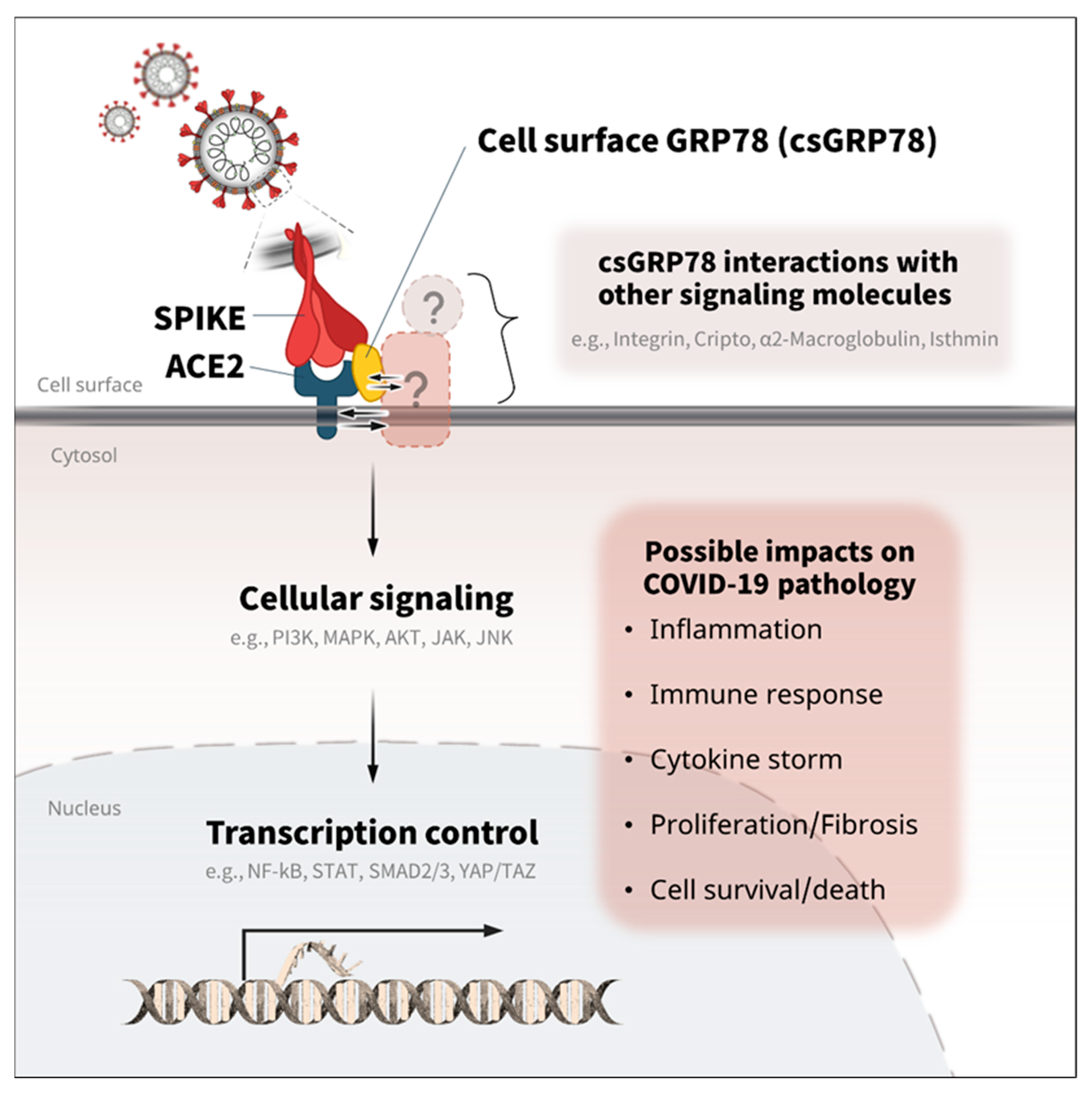 Biomedicines 10 01995 g003 Biomedicines 10 01995 g003