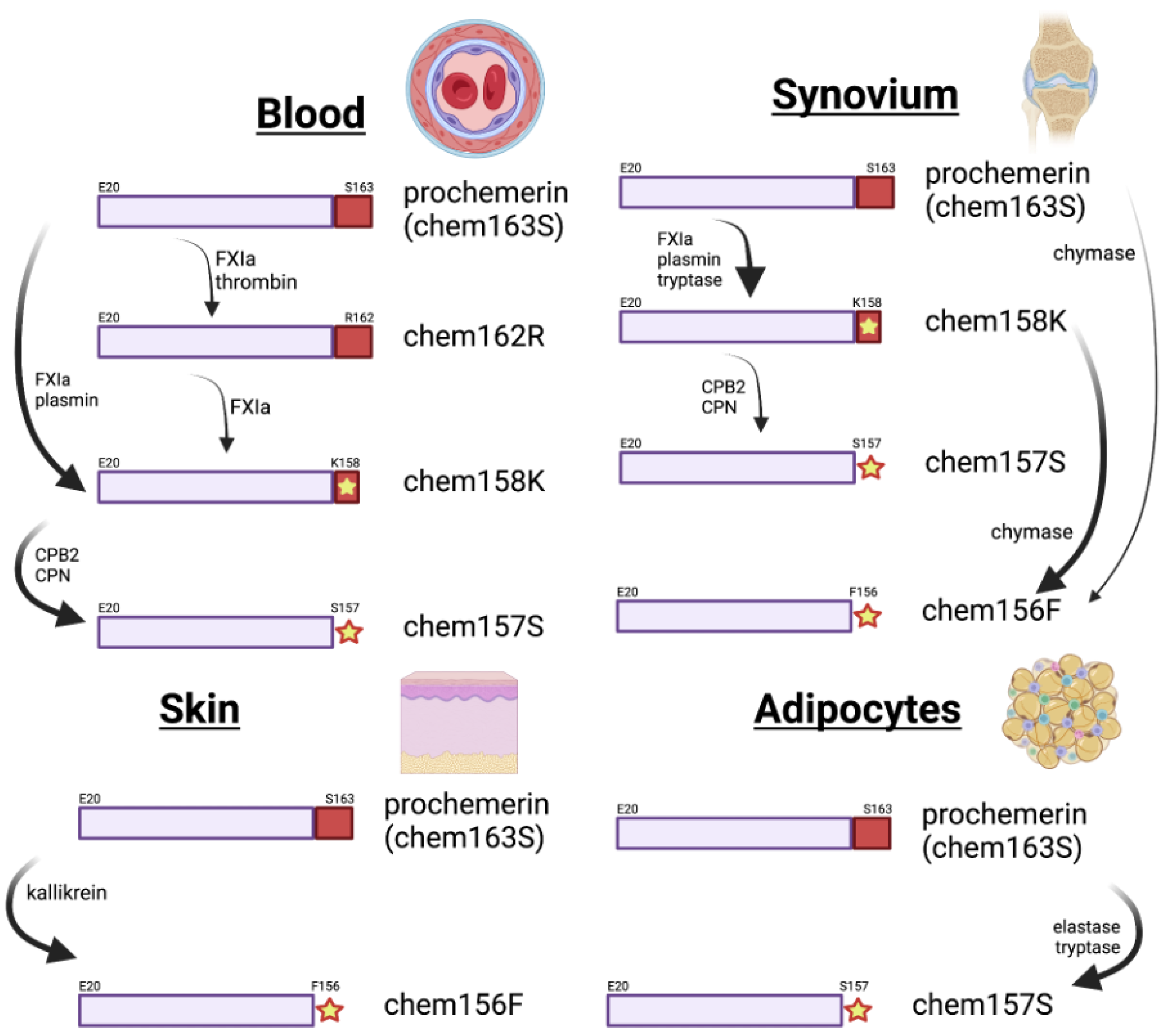 Biomedicines 10 02018 g005