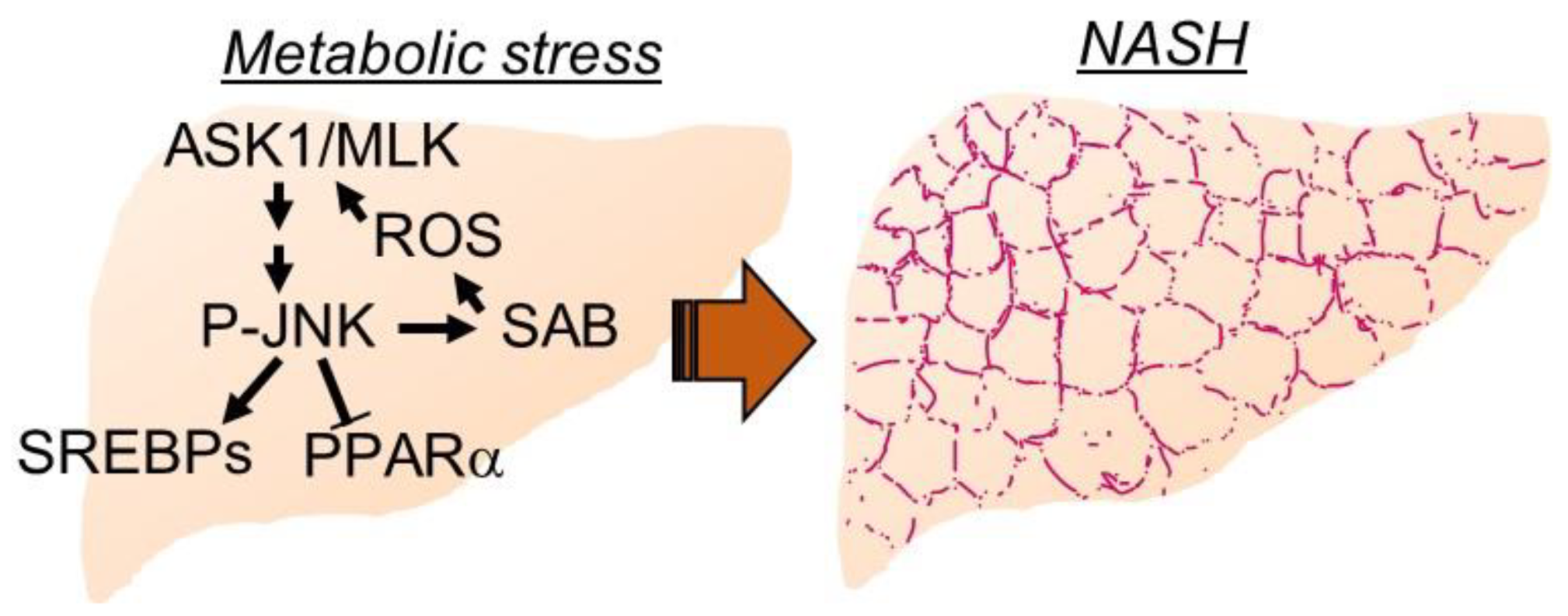 Biomedicines 10 02035 g001