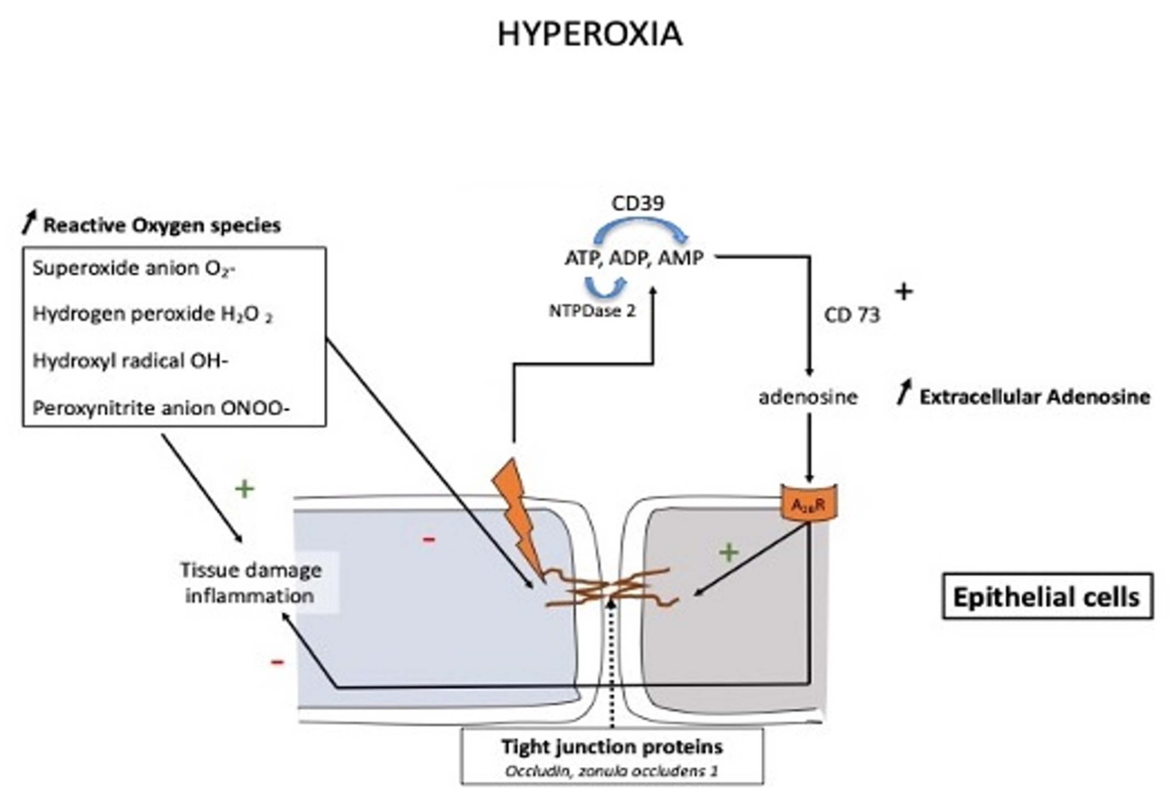 Biomedicines 10 02059 g002 550