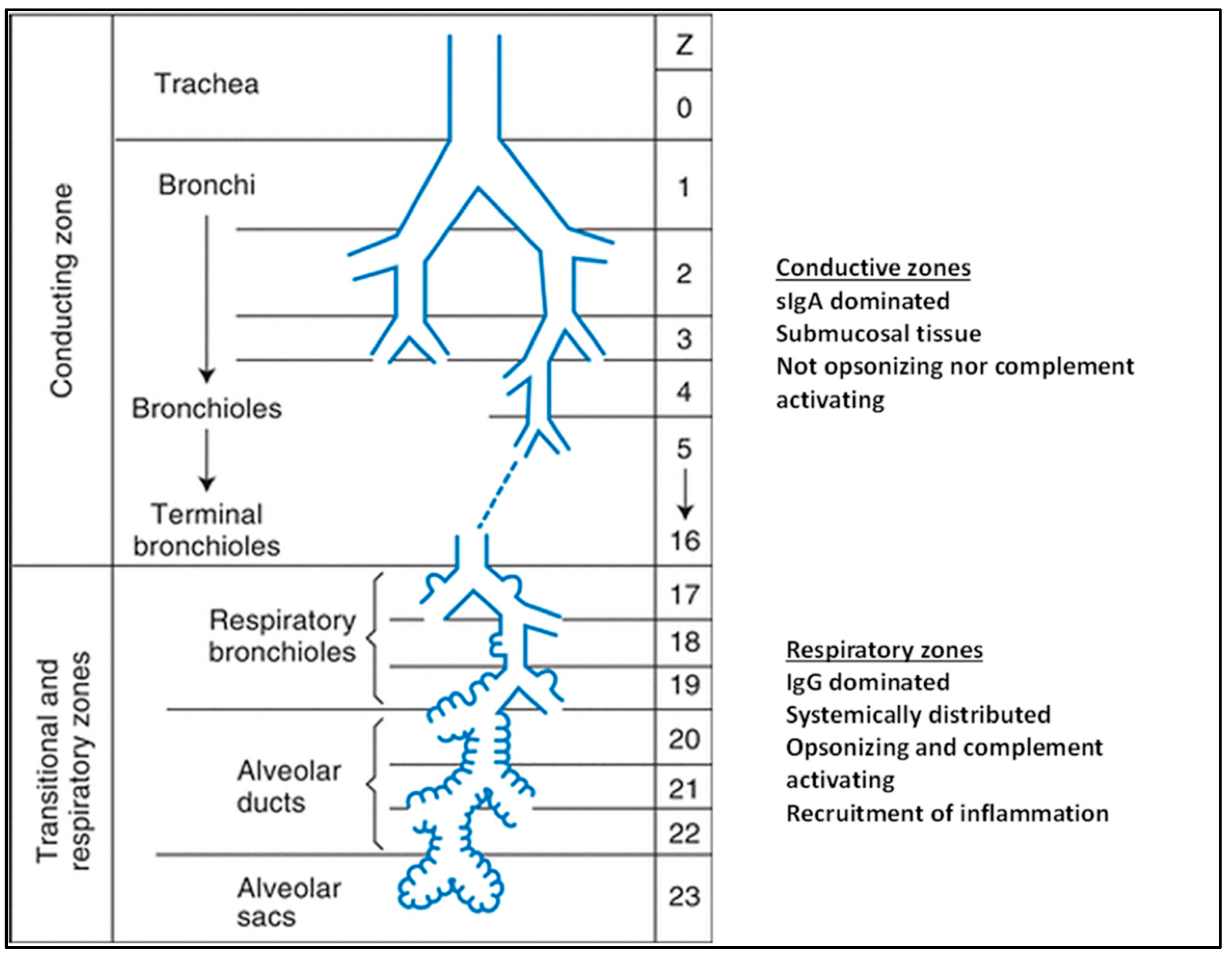 Biomedicines 10 02064 g001 Biomedicines 10 02064 g001