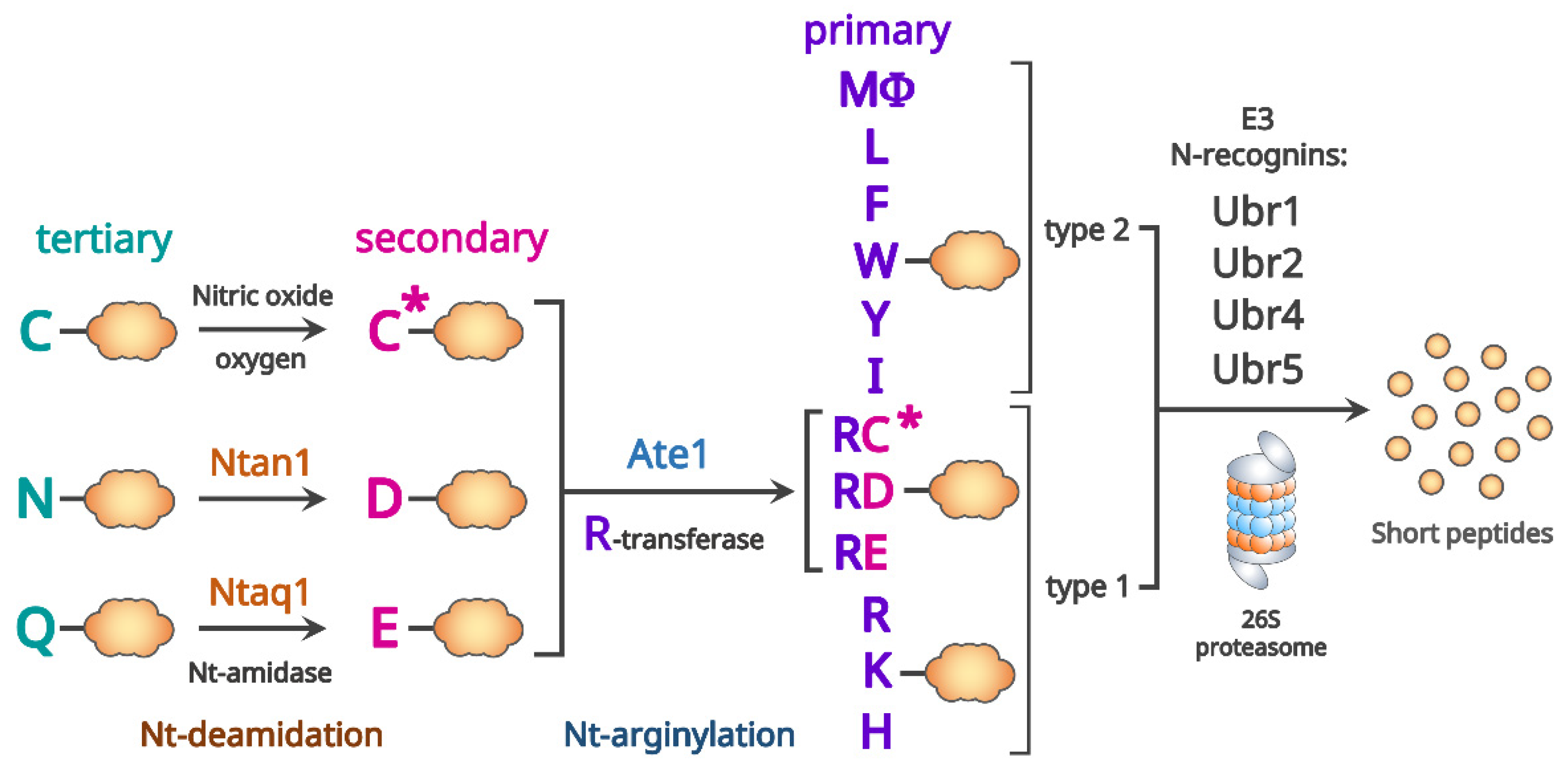 Biomedicines 10 02100 g002 550