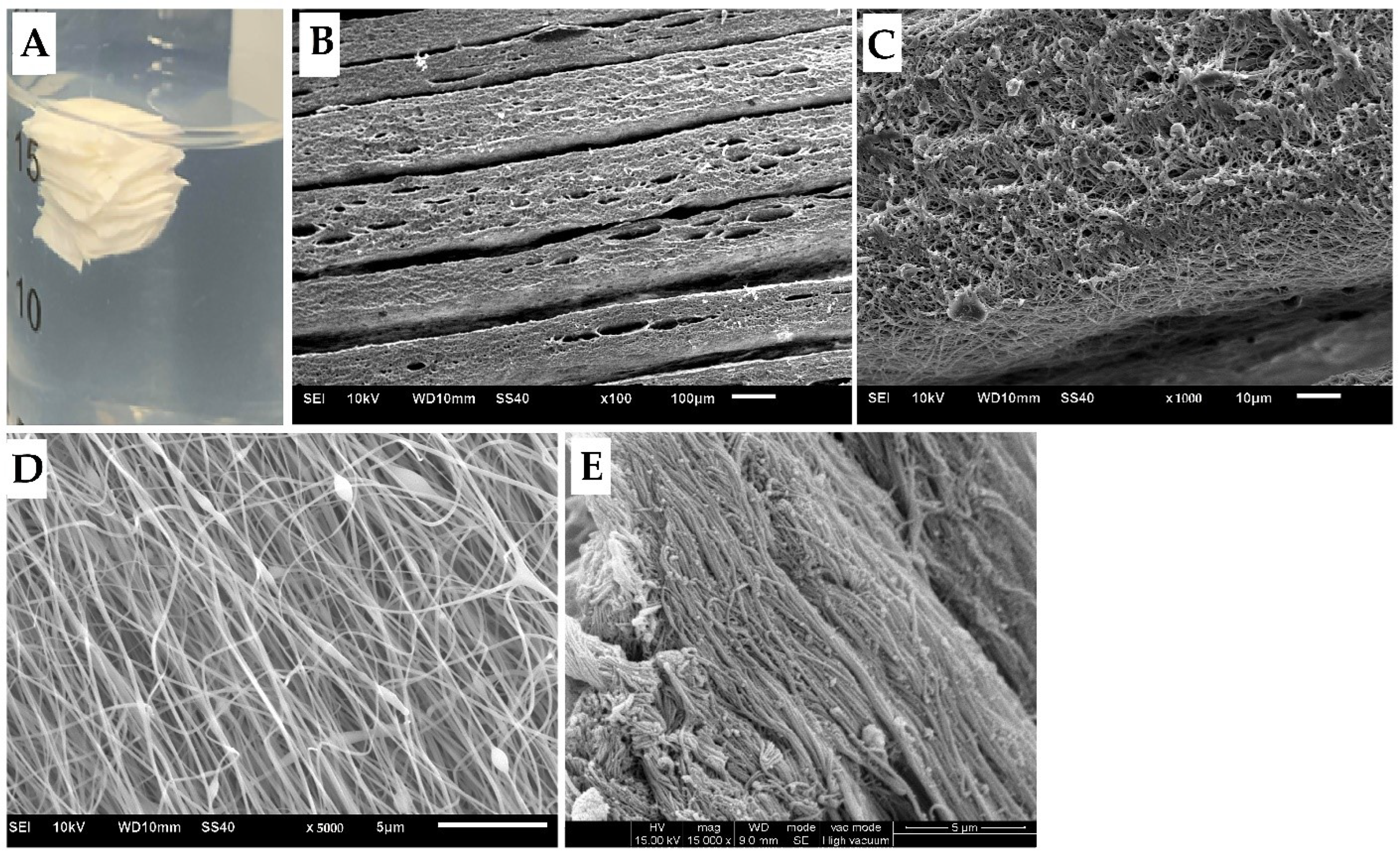 Biomedicines 10 02107 g002