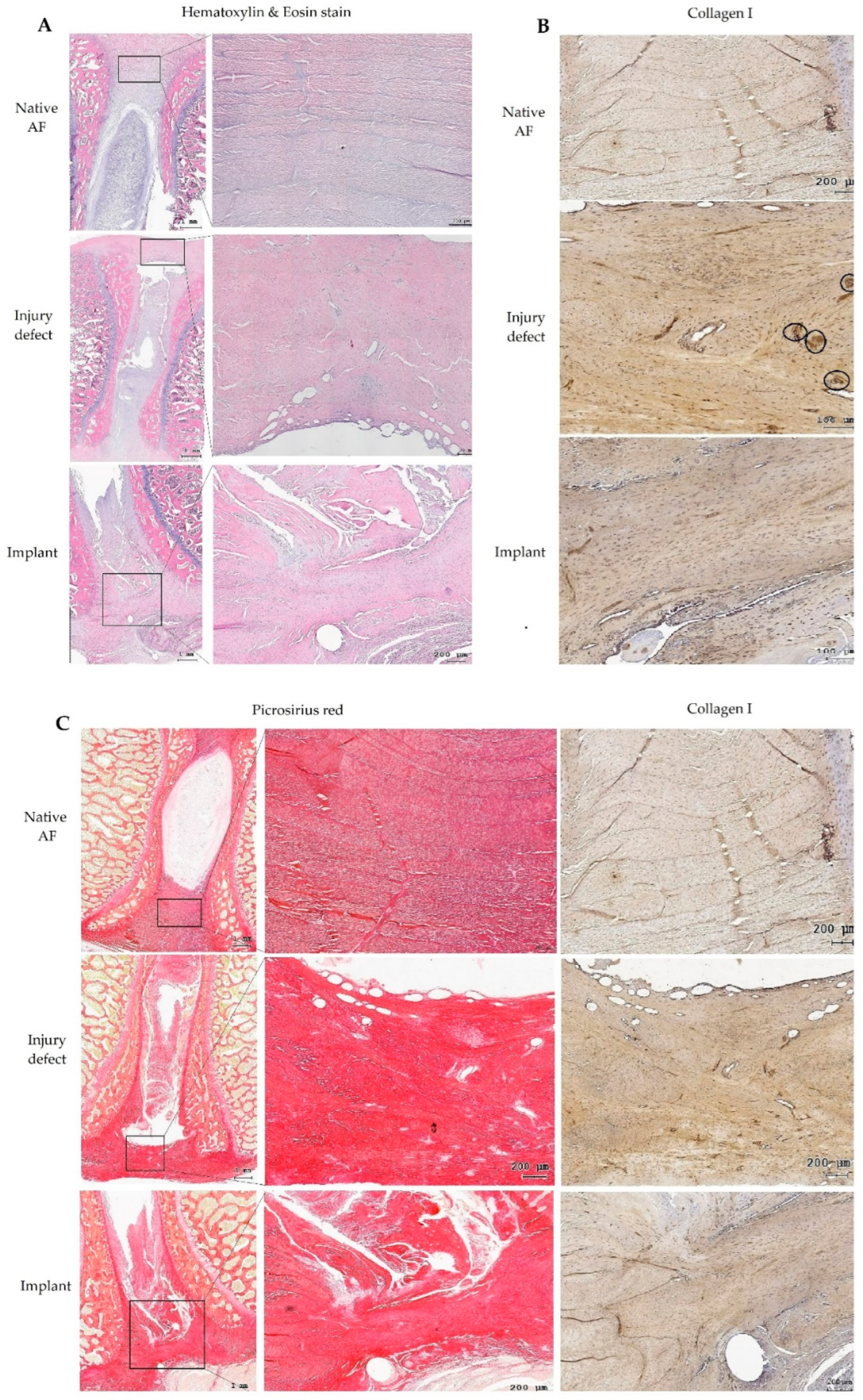 Biomedicines 10 02107 g011