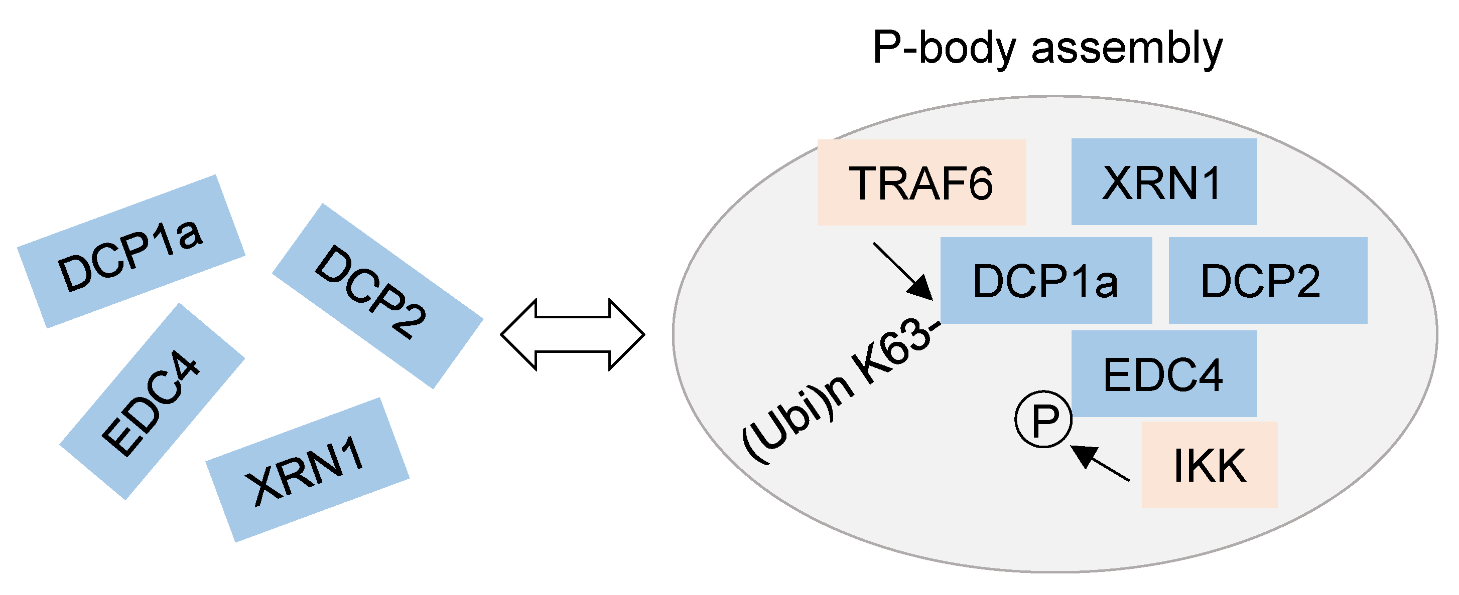 Biomedicines 10 02108 g003 550