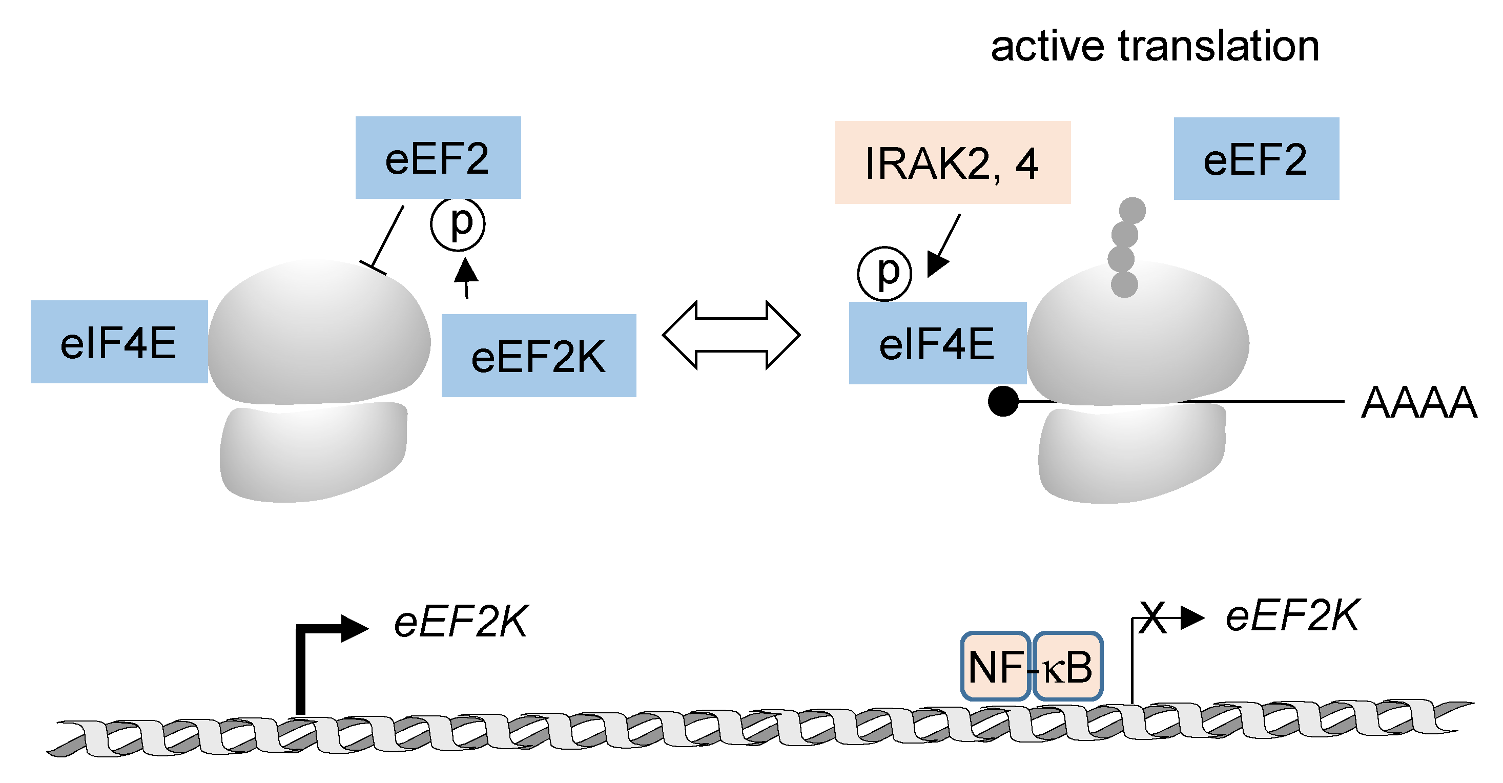 Biomedicines 10 02108 g004 550