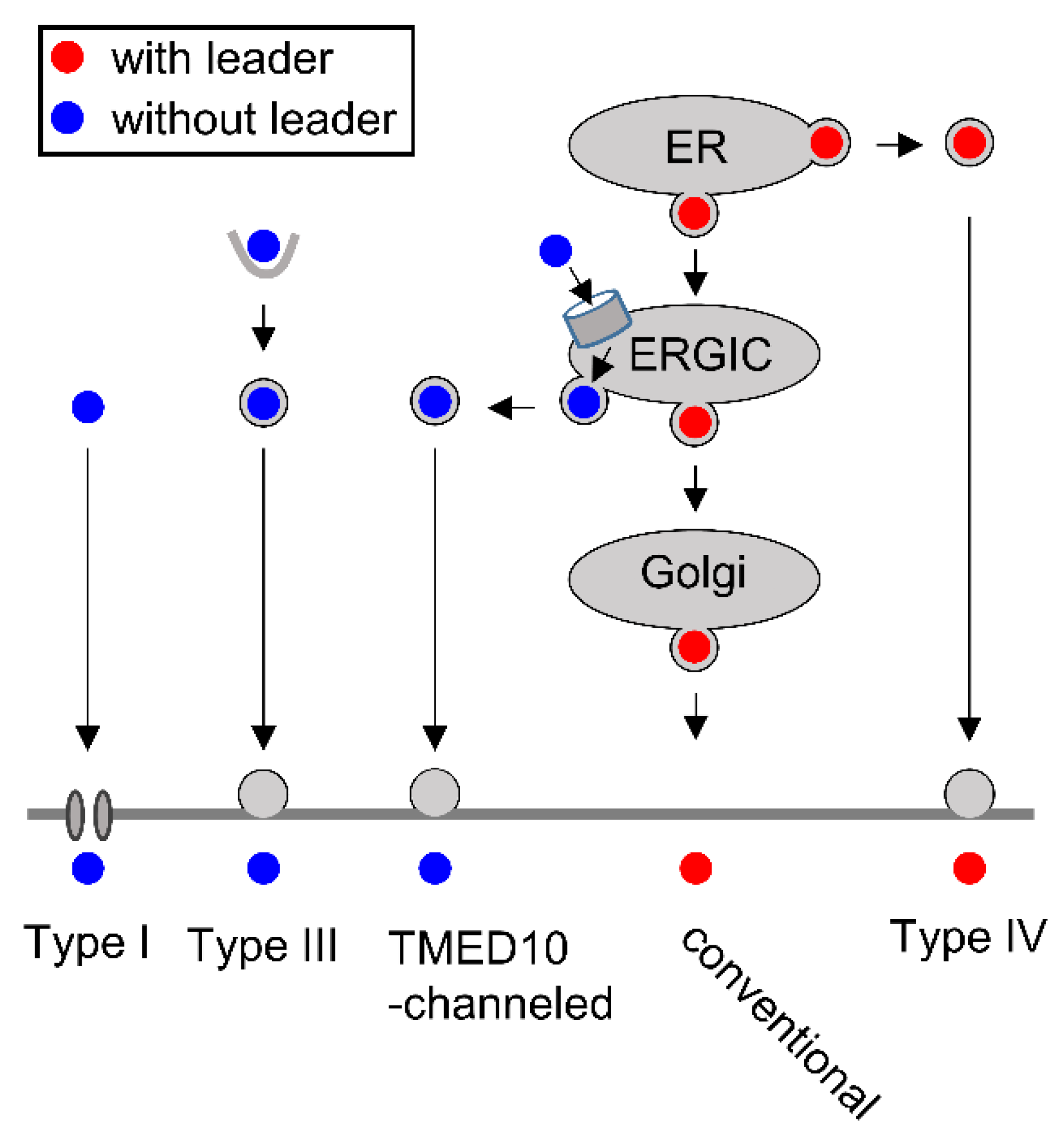 Biomedicines 10 02108 g005 550