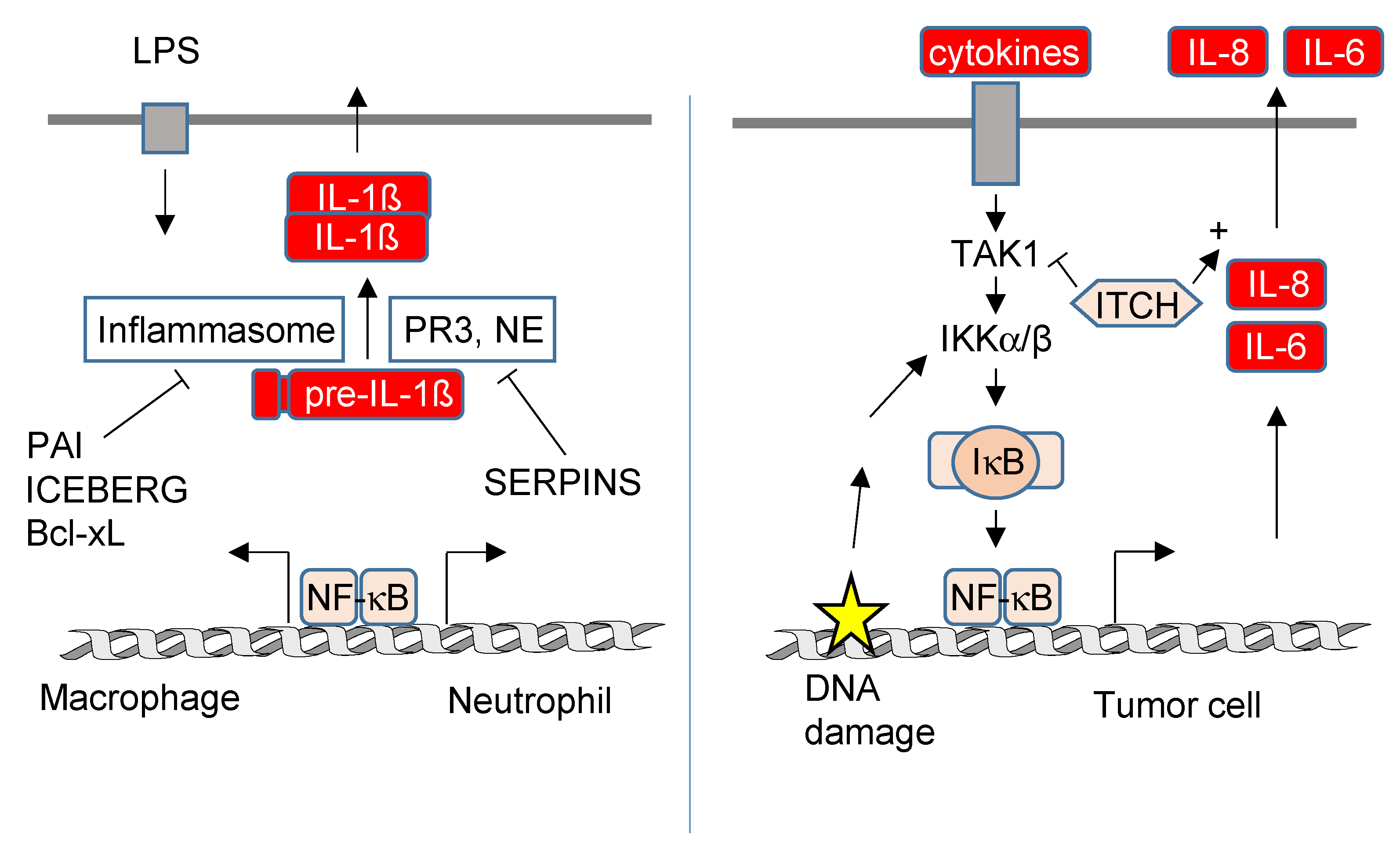 Biomedicines 10 02108 g006 550