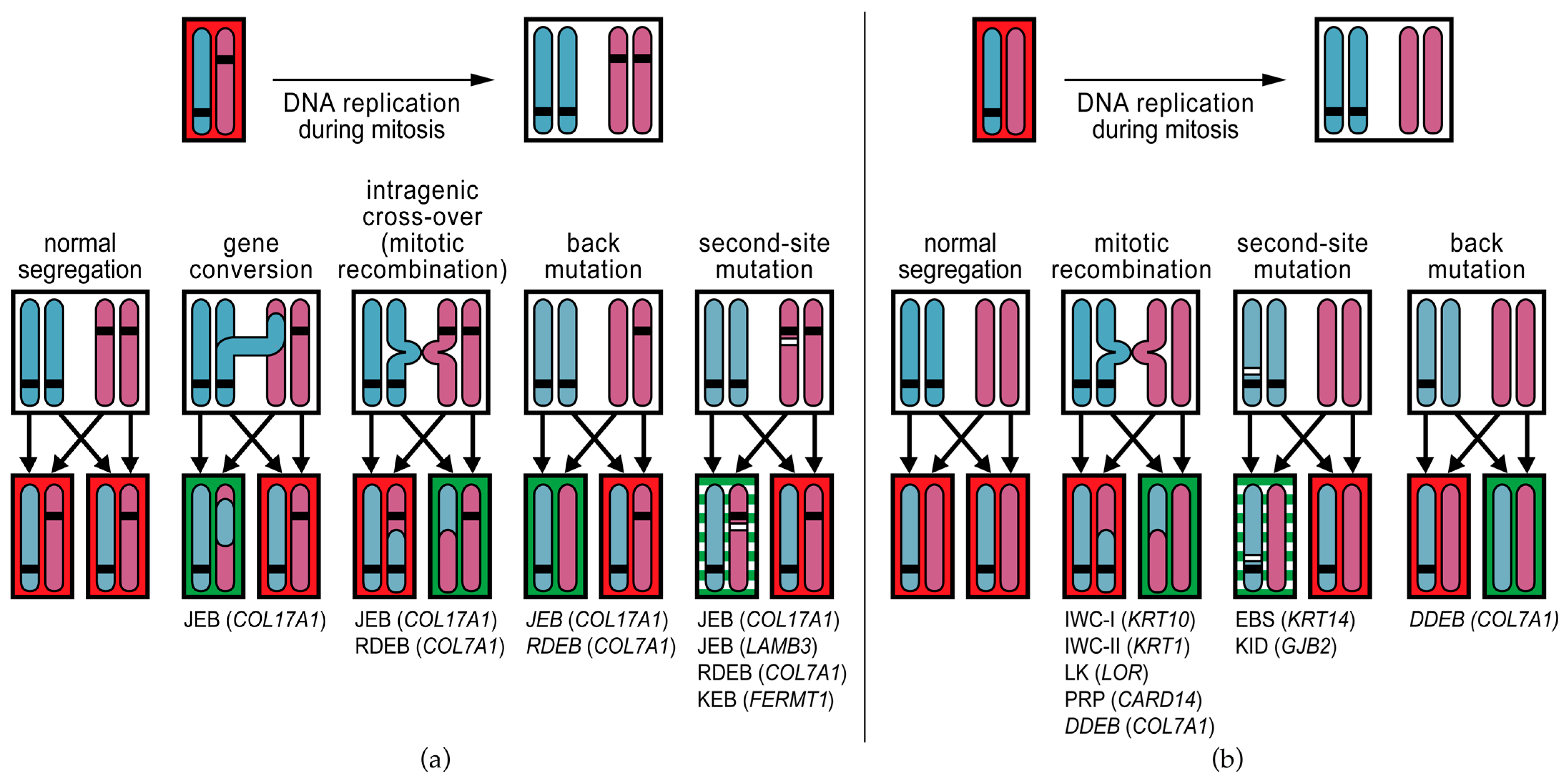 Biomedicines 10 02118 g003 Biomedicines 10 02118 g003