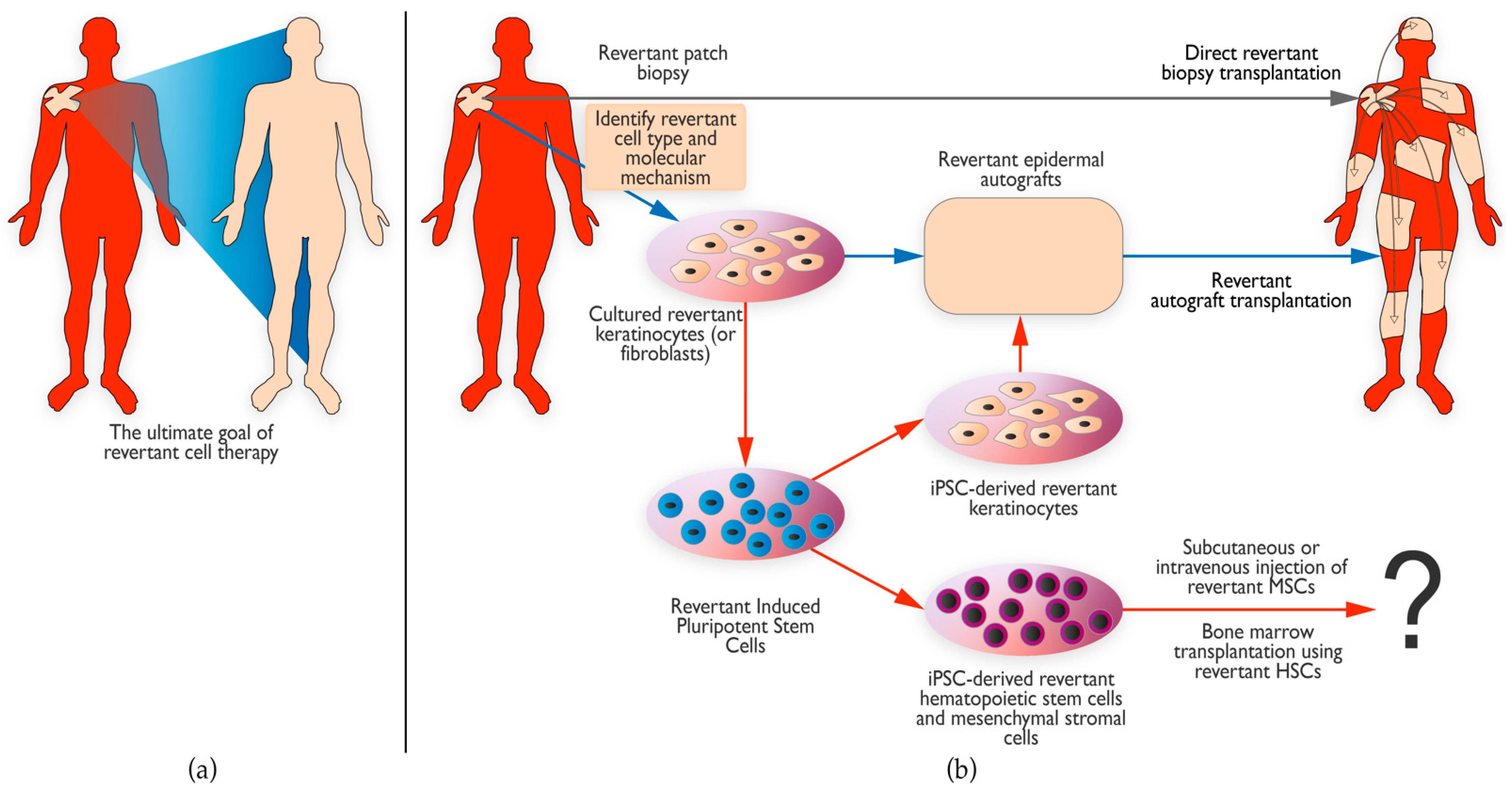 Biomedicines 10 02118 g004 Biomedicines 10 02118 g004